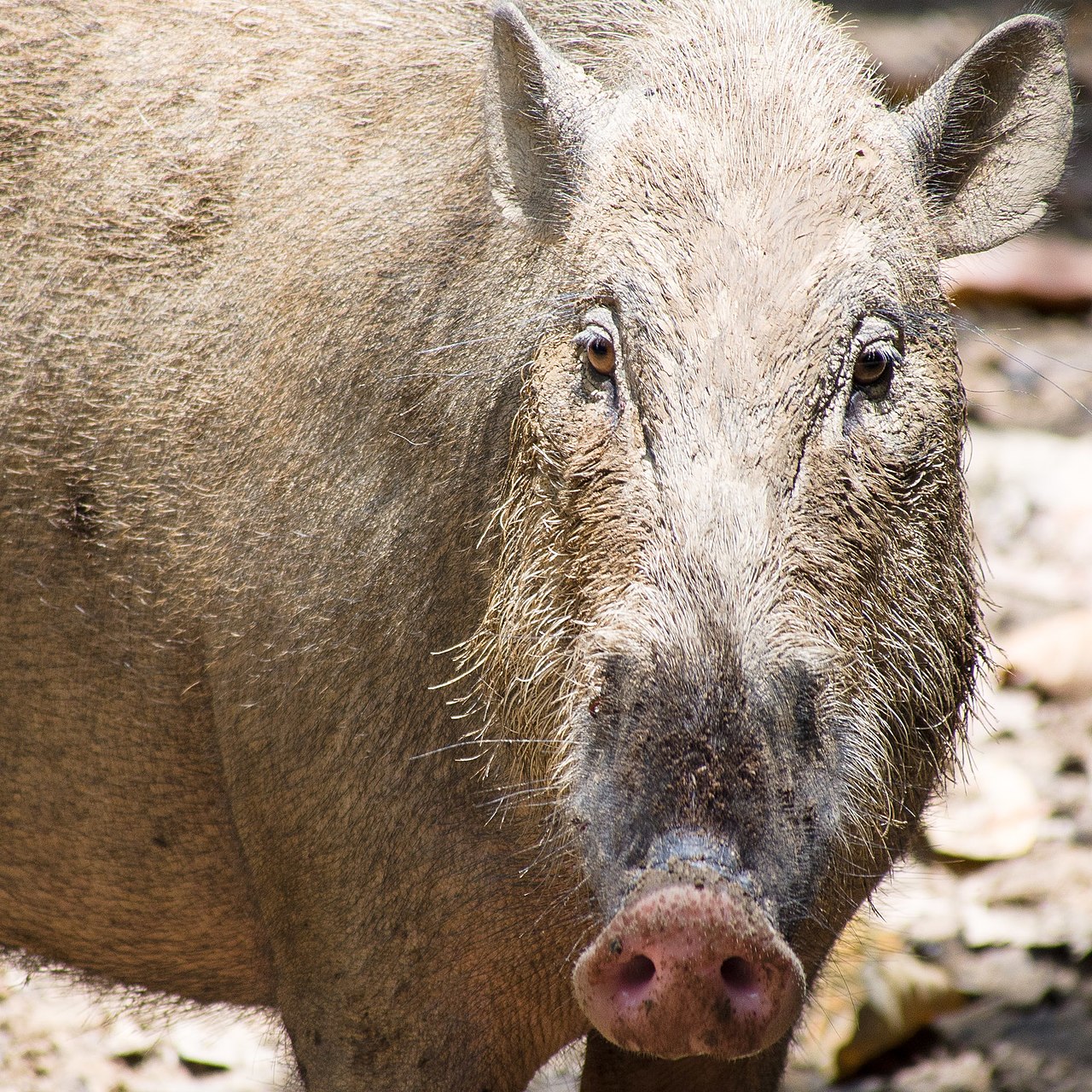 Bornean Bearded Pig — Borneo wildlife, book, free download, jungle tour, mammal, Borneo mammal tour