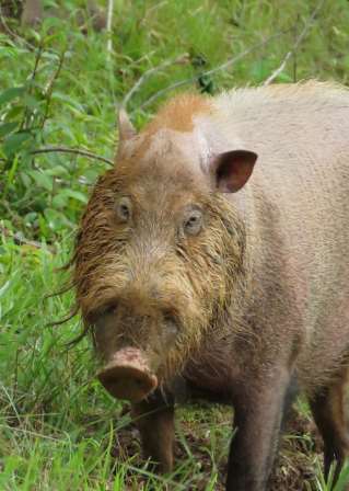 Bornean Bearded Pig — Borneo wildlife, book, free download, jungle tour, mammal, Borneo mammal tour