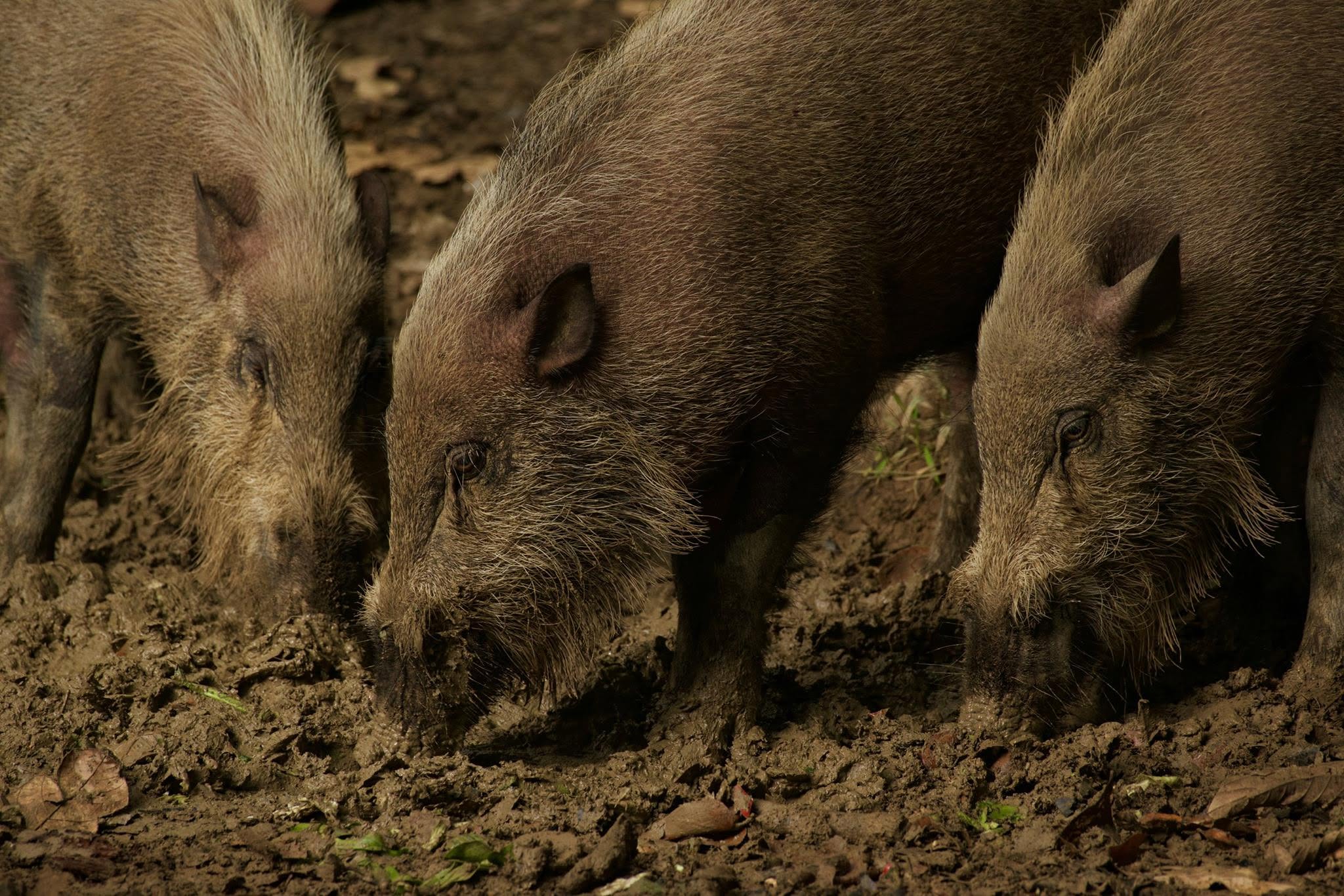 Bornean Bearded Pig — Borneo wildlife, book, free download, jungle tour, mammal, Borneo mammal tour