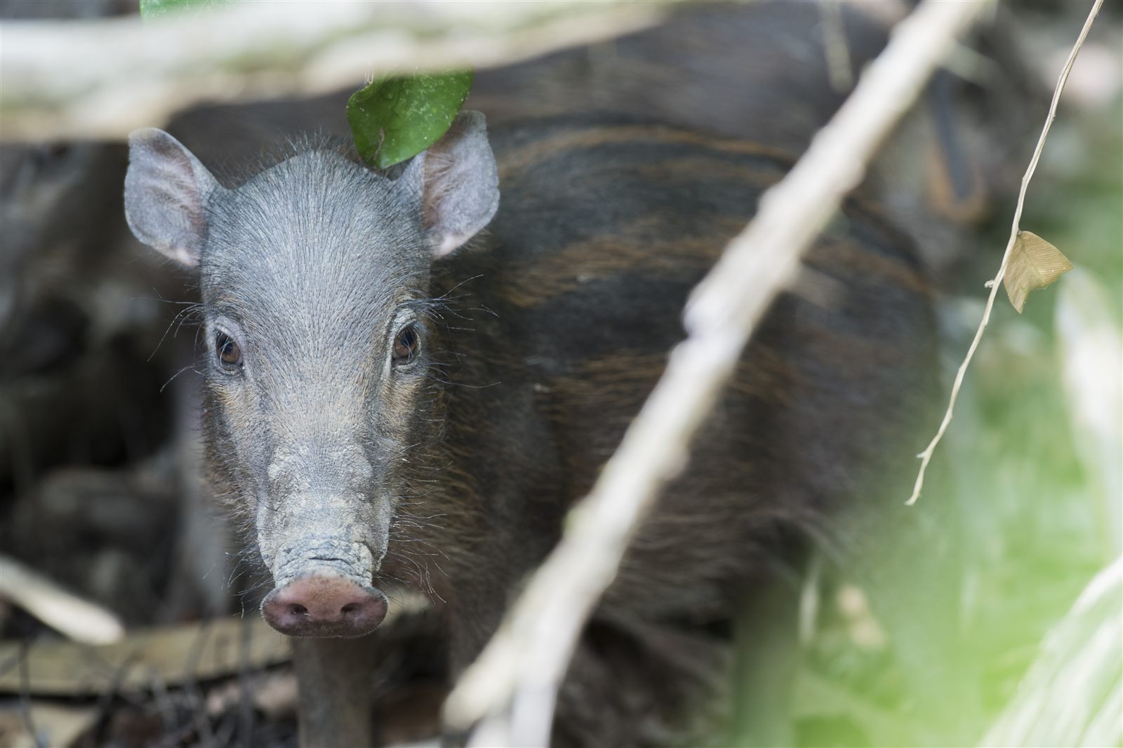 Bornean Bearded Pig — Borneo wildlife, book, free download, jungle tour, mammal, Borneo mammal tour