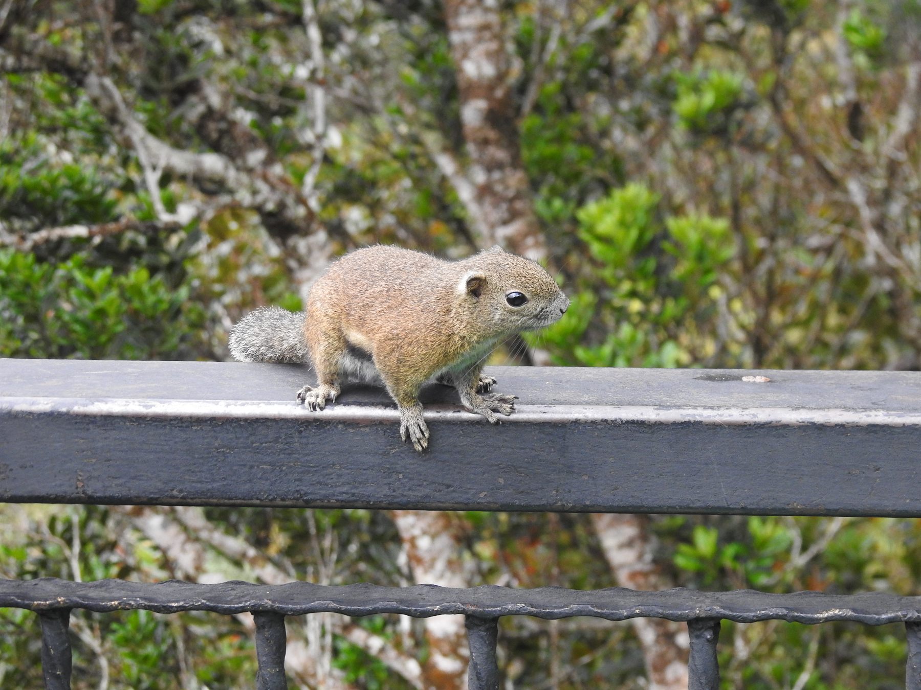 Bornean Black-banded Squirrel — Borneo wildlife, book, free download, jungle tour, mammal, Borneo mammal tour