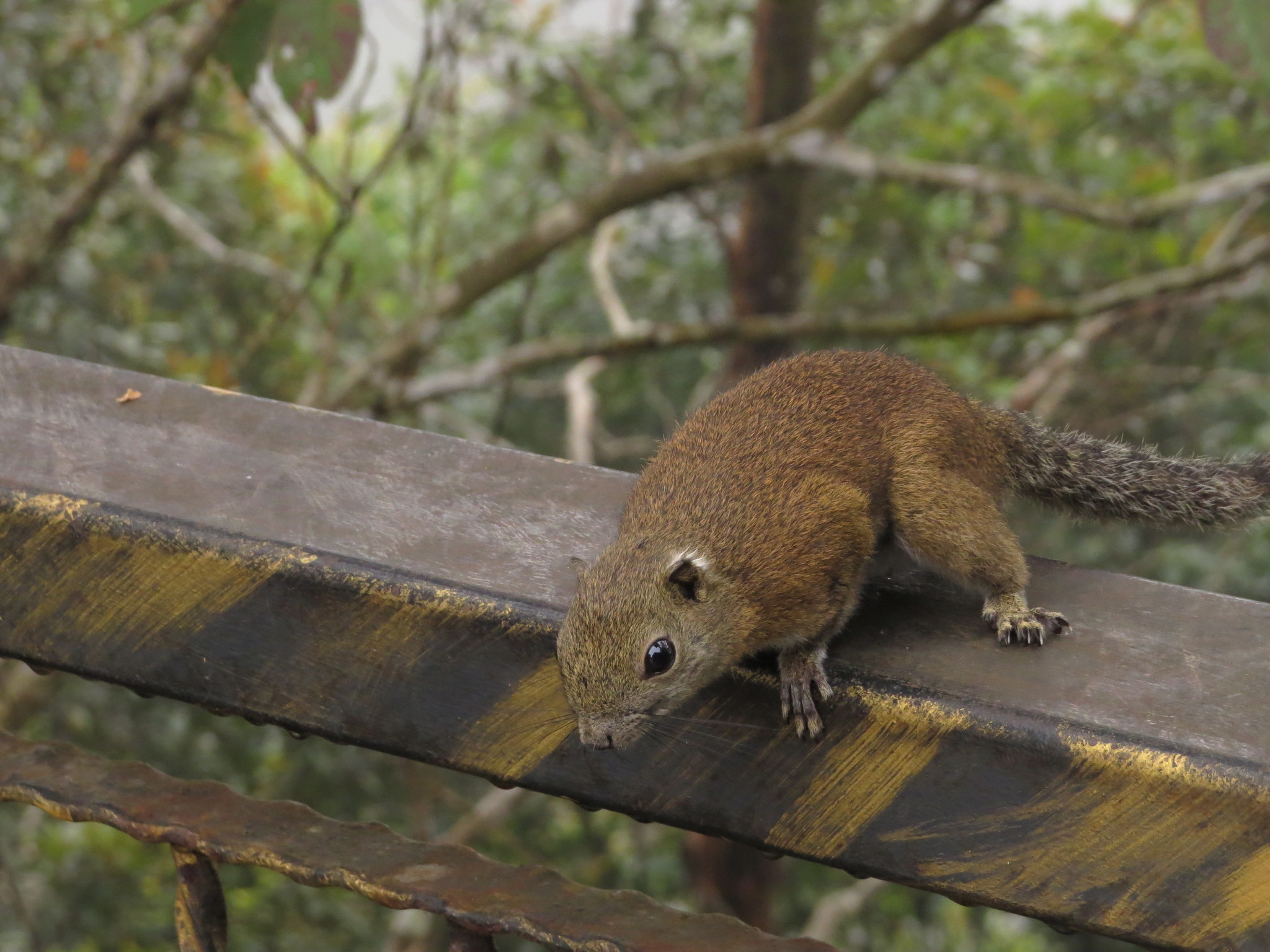Bornean Black-banded Squirrel — Borneo wildlife, book, free download, jungle tour, mammal, Borneo mammal tour