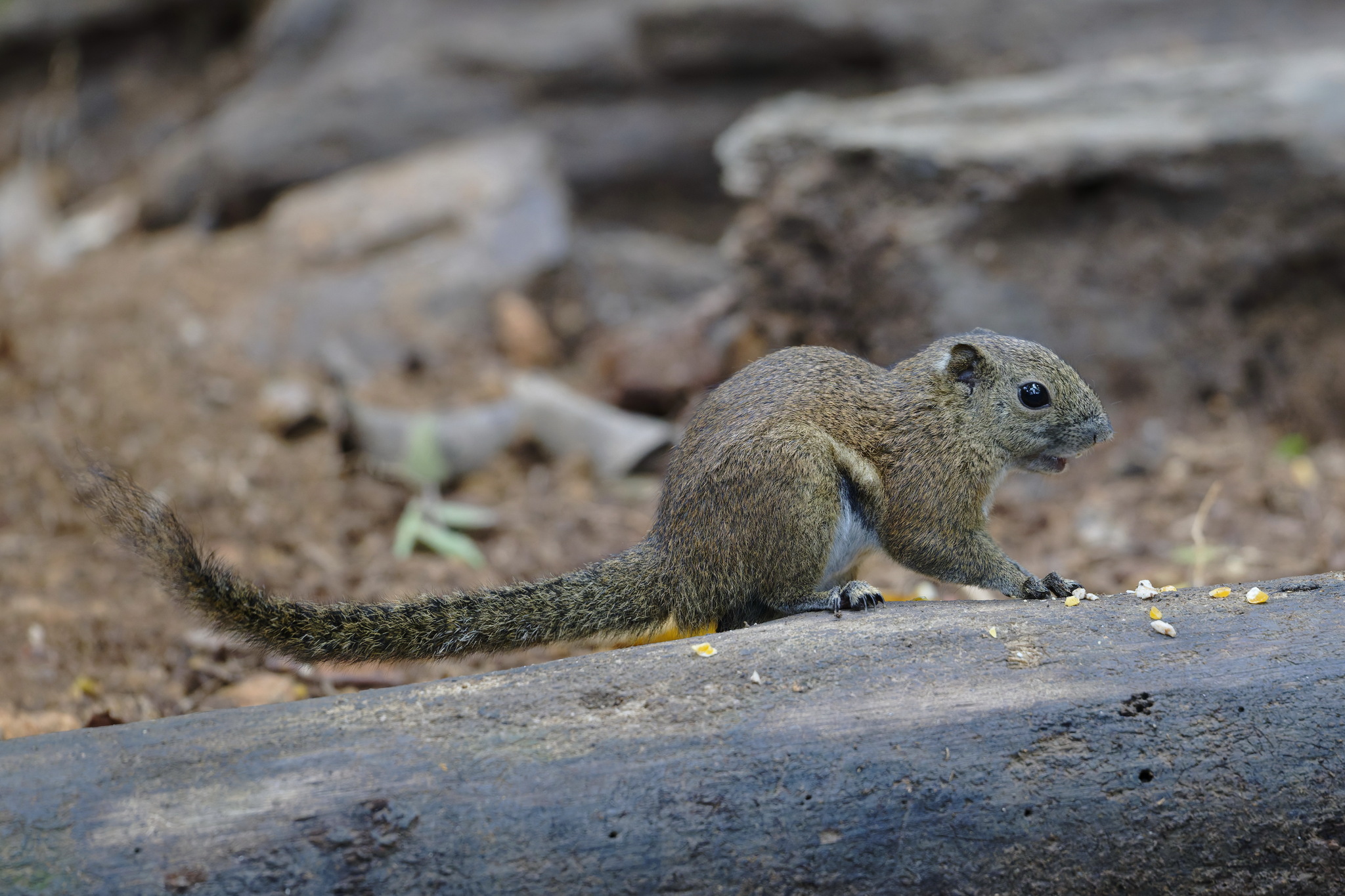 Bornean Black-banded Squirrel — Borneo wildlife, book, free download, jungle tour, mammal, Borneo mammal tour
