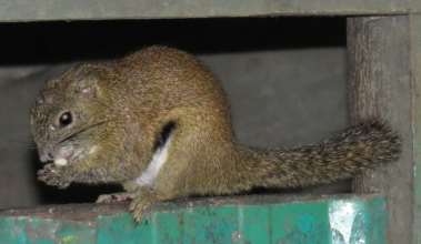 Bornean Black-banded Squirrel — Borneo wildlife, book, free download, jungle tour, mammal, Borneo mammal tour