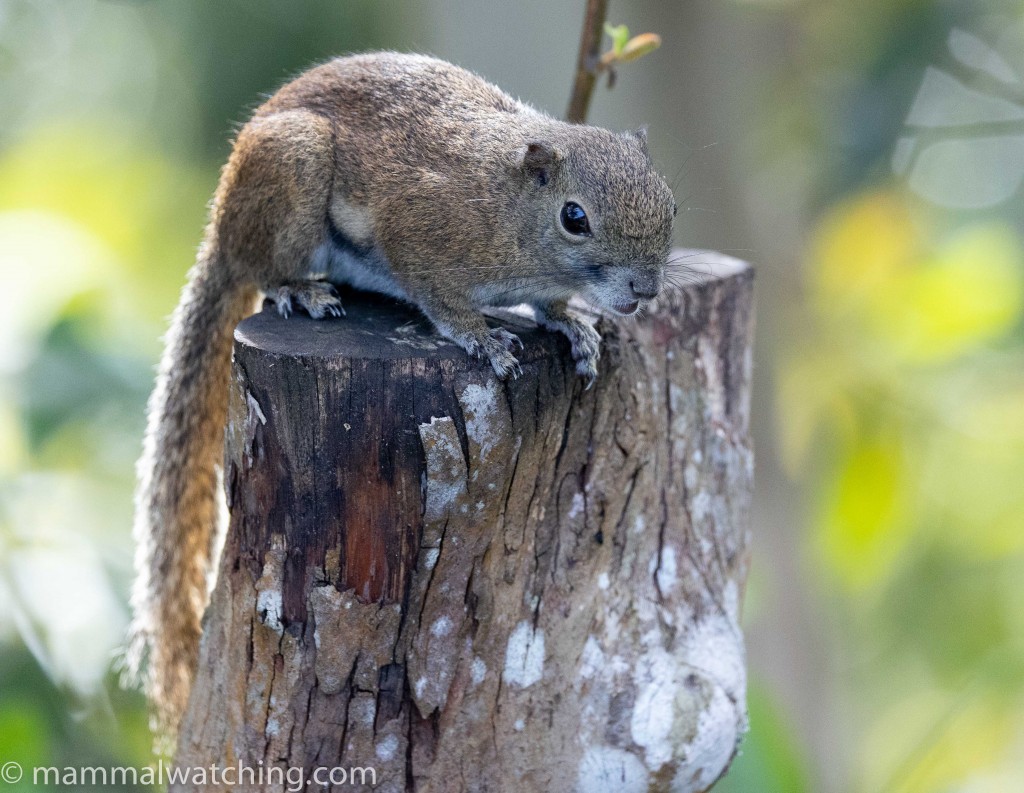 Bornean Black-banded Squirrel — Borneo wildlife, book, free download, jungle tour, mammal, Borneo mammal tour