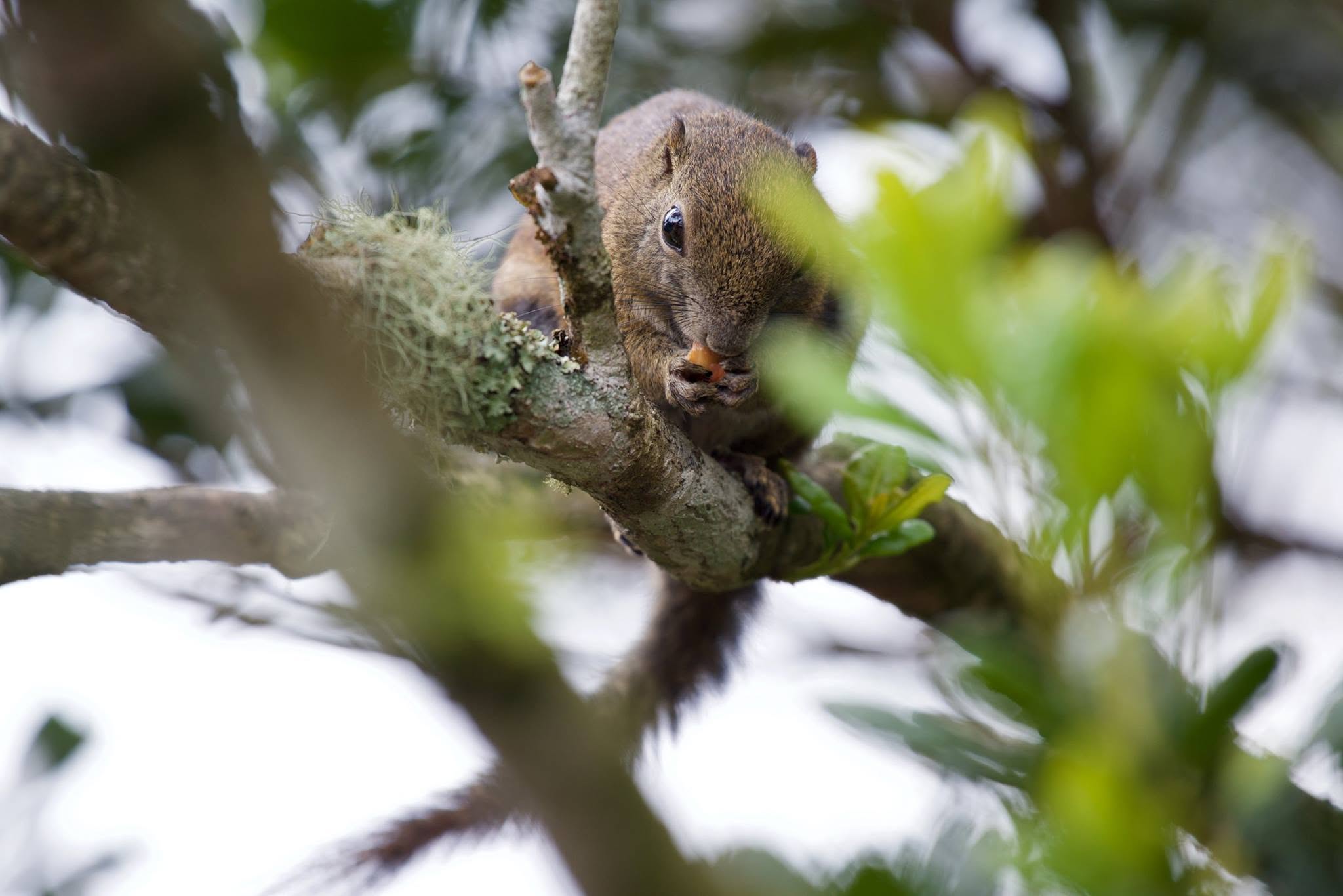 Bornean Black-banded Squirrel — Borneo wildlife, book, free download, jungle tour, mammal, Borneo mammal tour