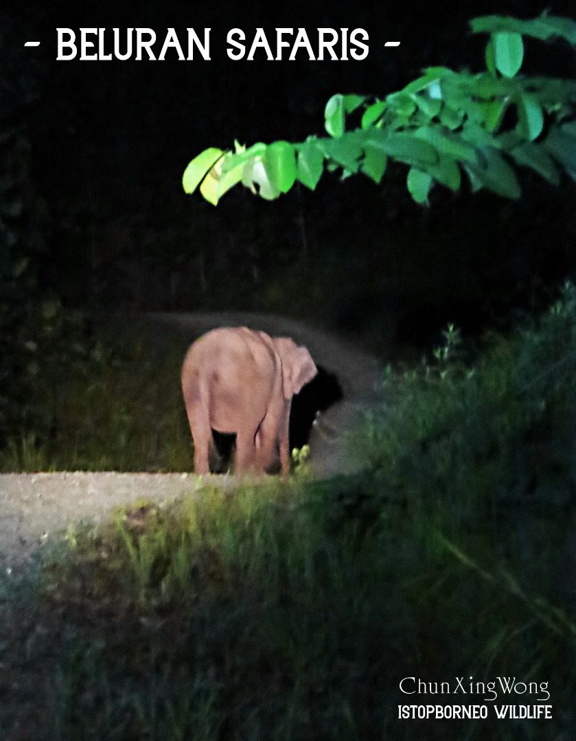Bornean Elephant — Borneo wildlife, book, free download, jungle tour, mammal, Borneo mammal tour