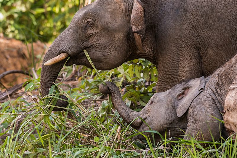 Bornean Elephant — Borneo wildlife, book, free download, jungle tour, mammal, Borneo mammal tour