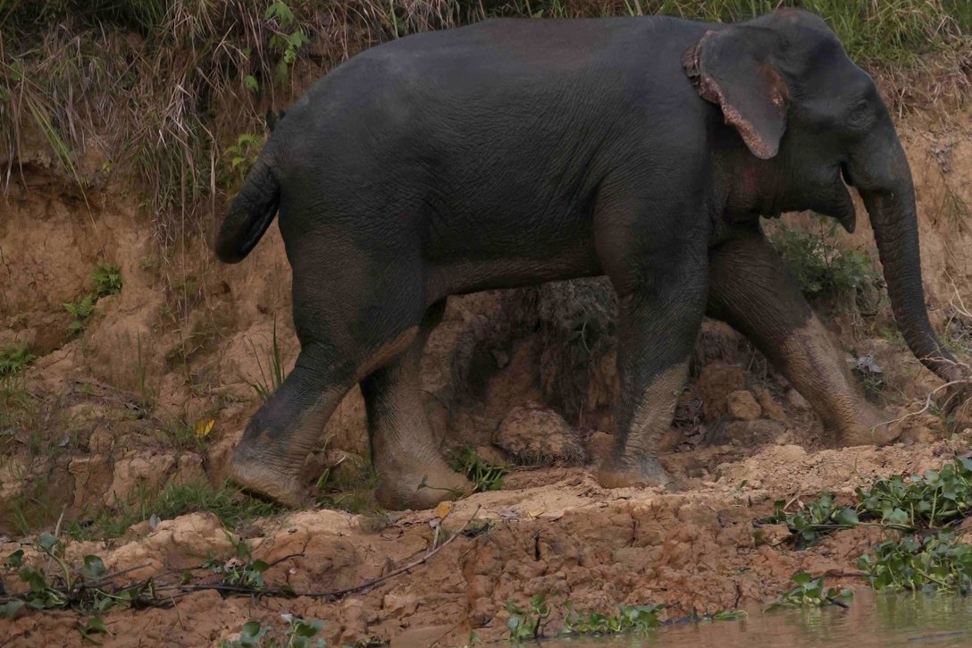 Bornean elephant on the Kinabatangan floodplain