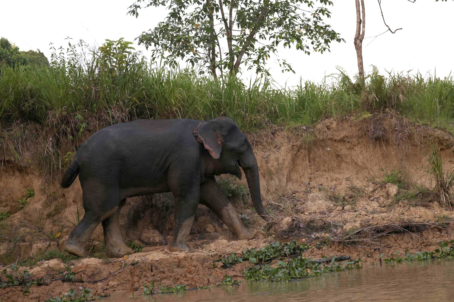 Bornean Elephant — Borneo wildlife, book, free download, jungle tour, mammal, Borneo mammal tour