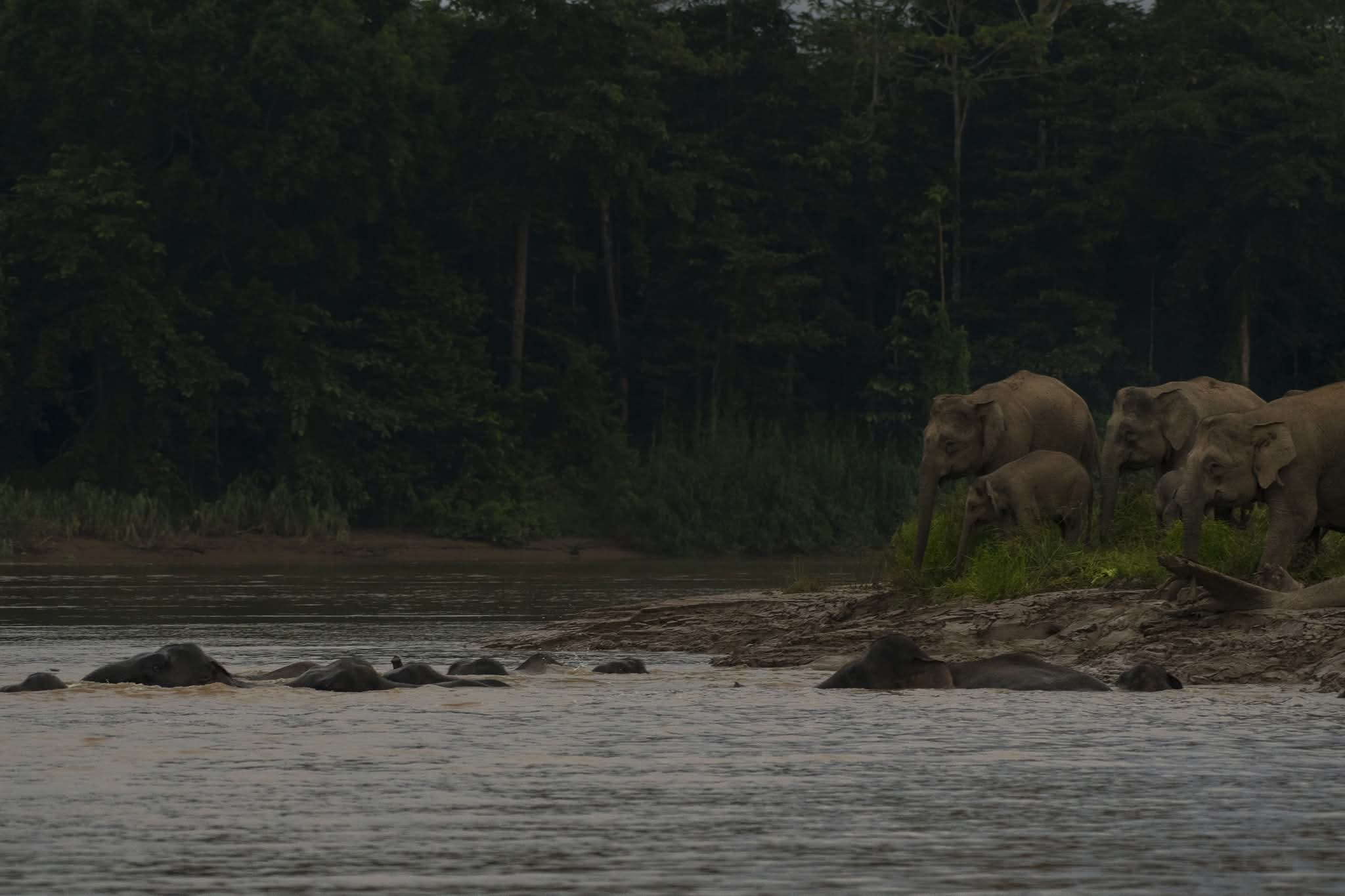 Bornean Elephant — Borneo wildlife, book, free download, jungle tour, mammal, Borneo mammal tour