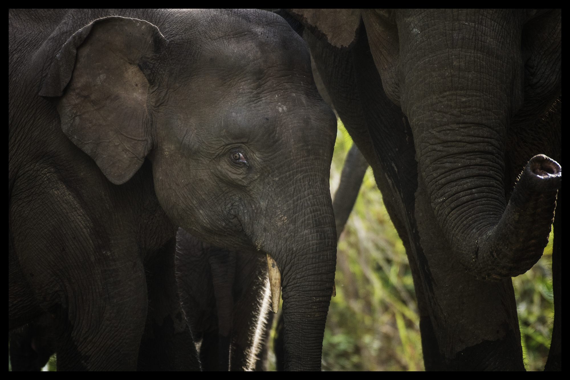 Bornean Elephant — Borneo wildlife, book, free download, jungle tour, mammal, Borneo mammal tour