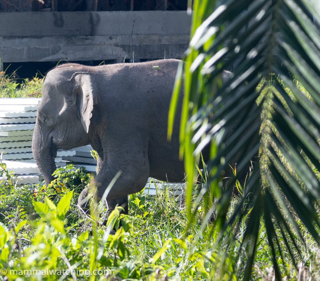 Bornean Elephant — Borneo wildlife, book, free download, jungle tour, mammal, Borneo mammal tour