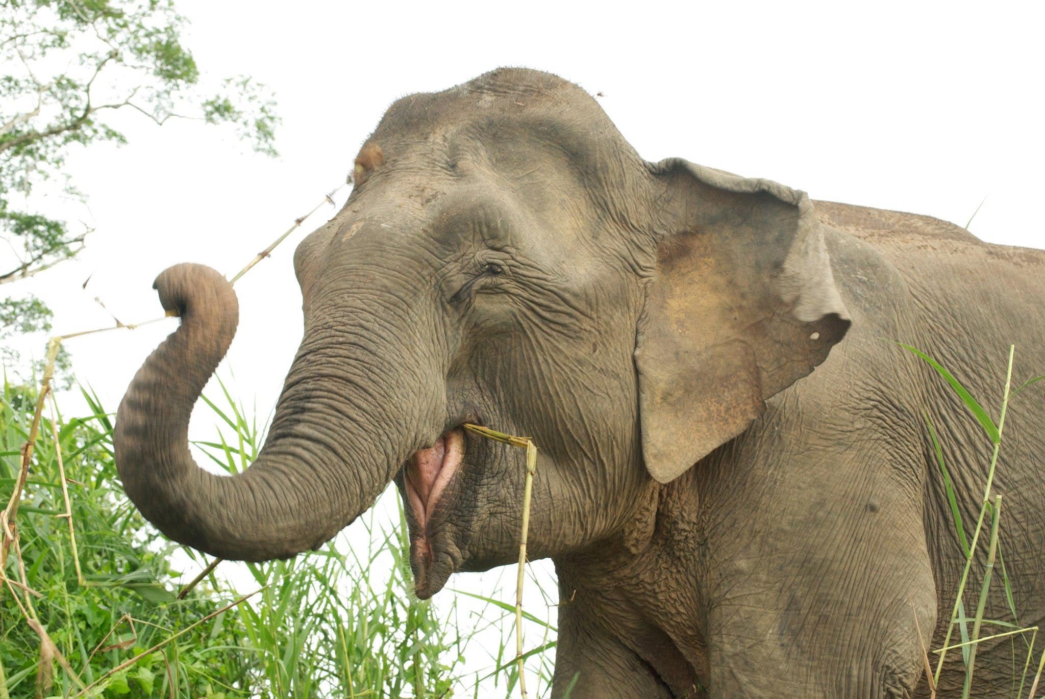 Bornean Elephant — Borneo wildlife, book, free download, jungle tour, mammal, Borneo mammal tour