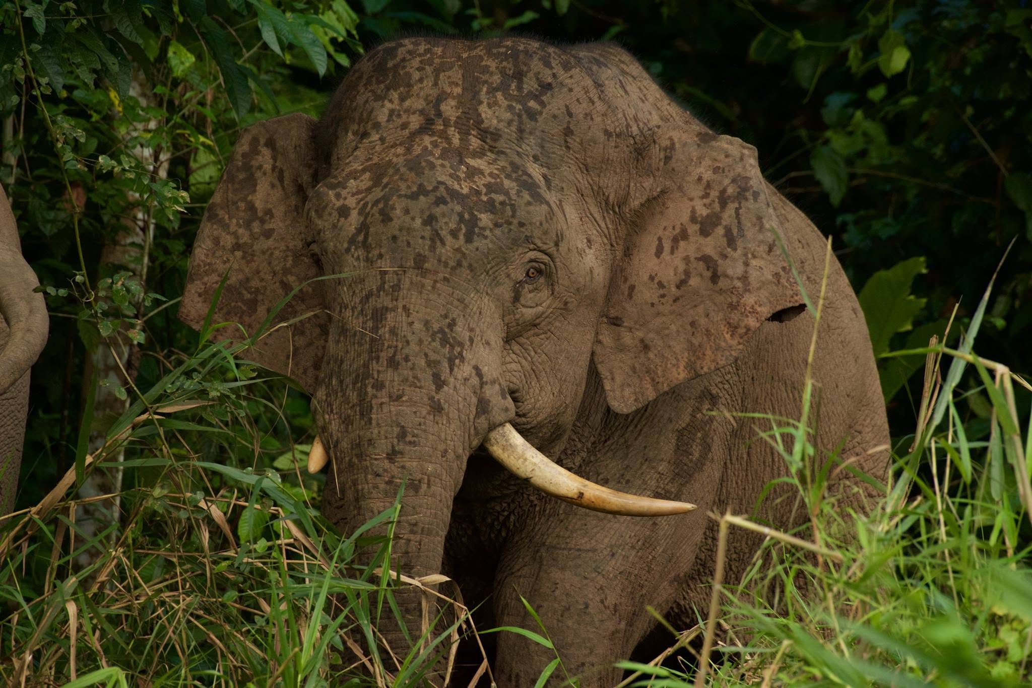 Bornean Elephant — Borneo wildlife, book, free download, jungle tour, mammal, Borneo mammal tour