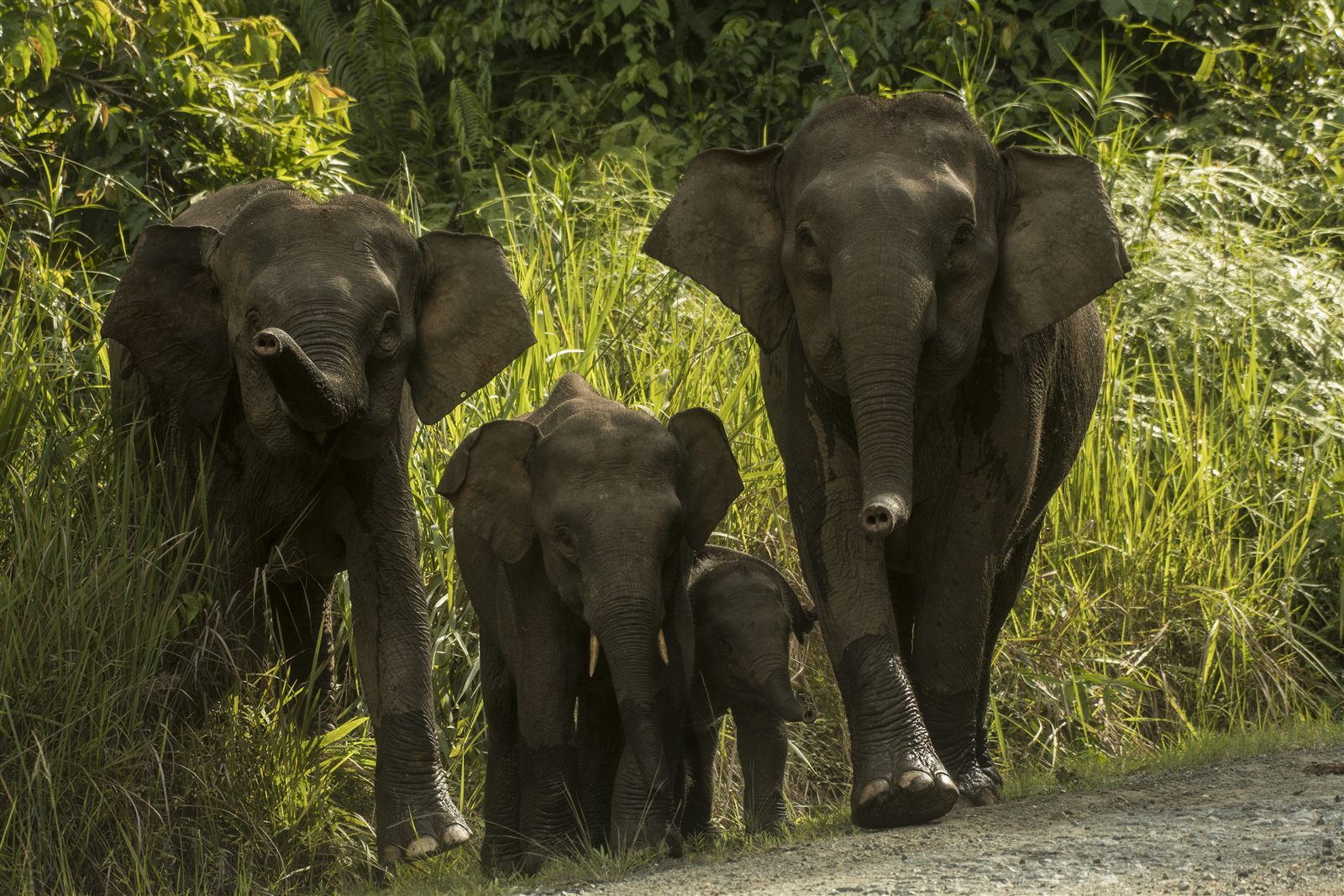 Bornean Elephant — Borneo wildlife, book, free download, jungle tour, mammal, Borneo mammal tour