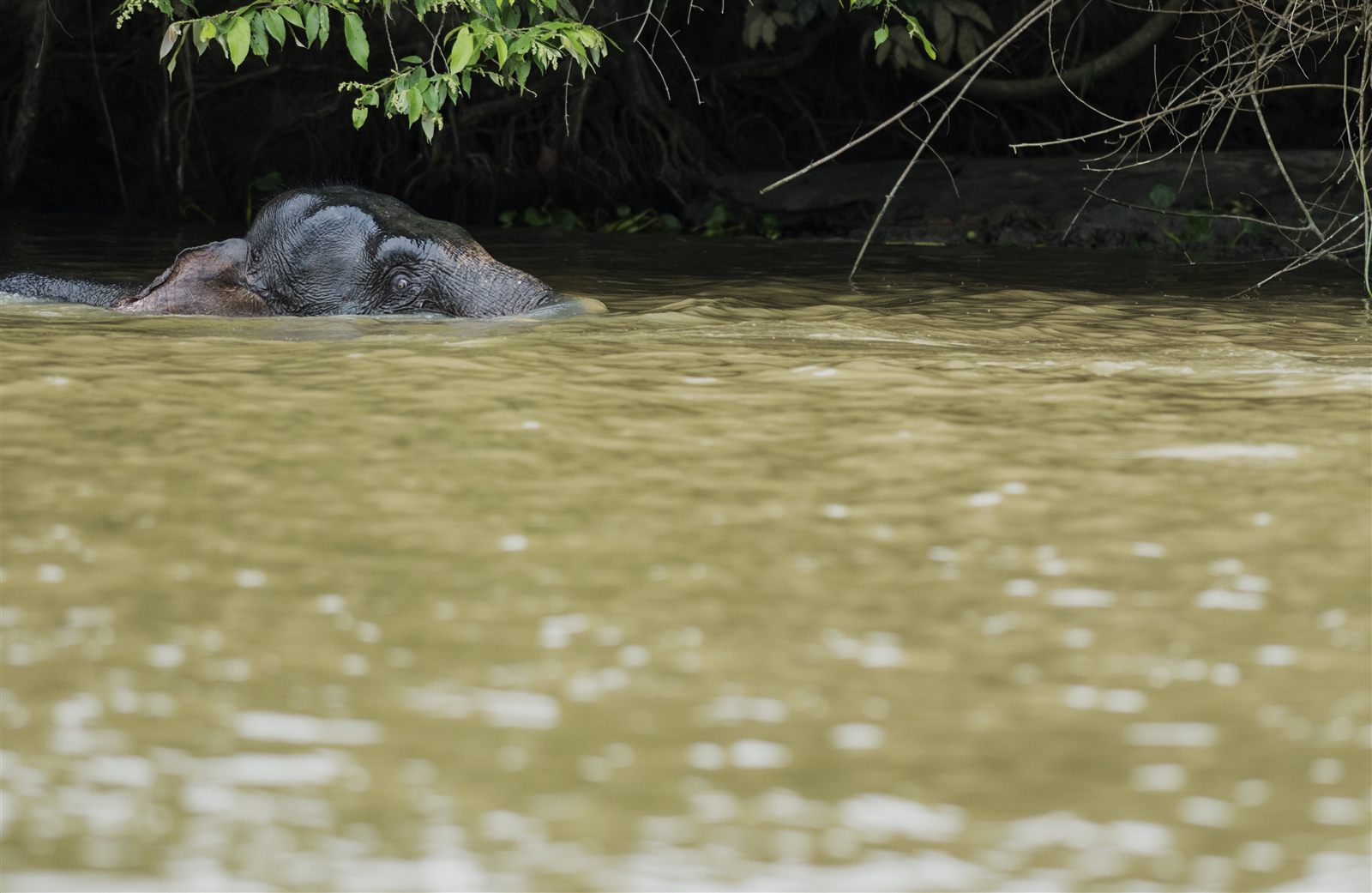 Bornean pygmy elephant swimming across the Kinabatangan River with its trunk raised above the water