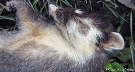 Kinabalu Ferret Badger, also known as the Bornean Ferret Badger