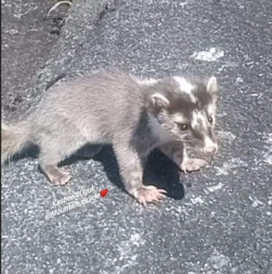 Kinabalu Ferret Badger walking on a mountain trail at night