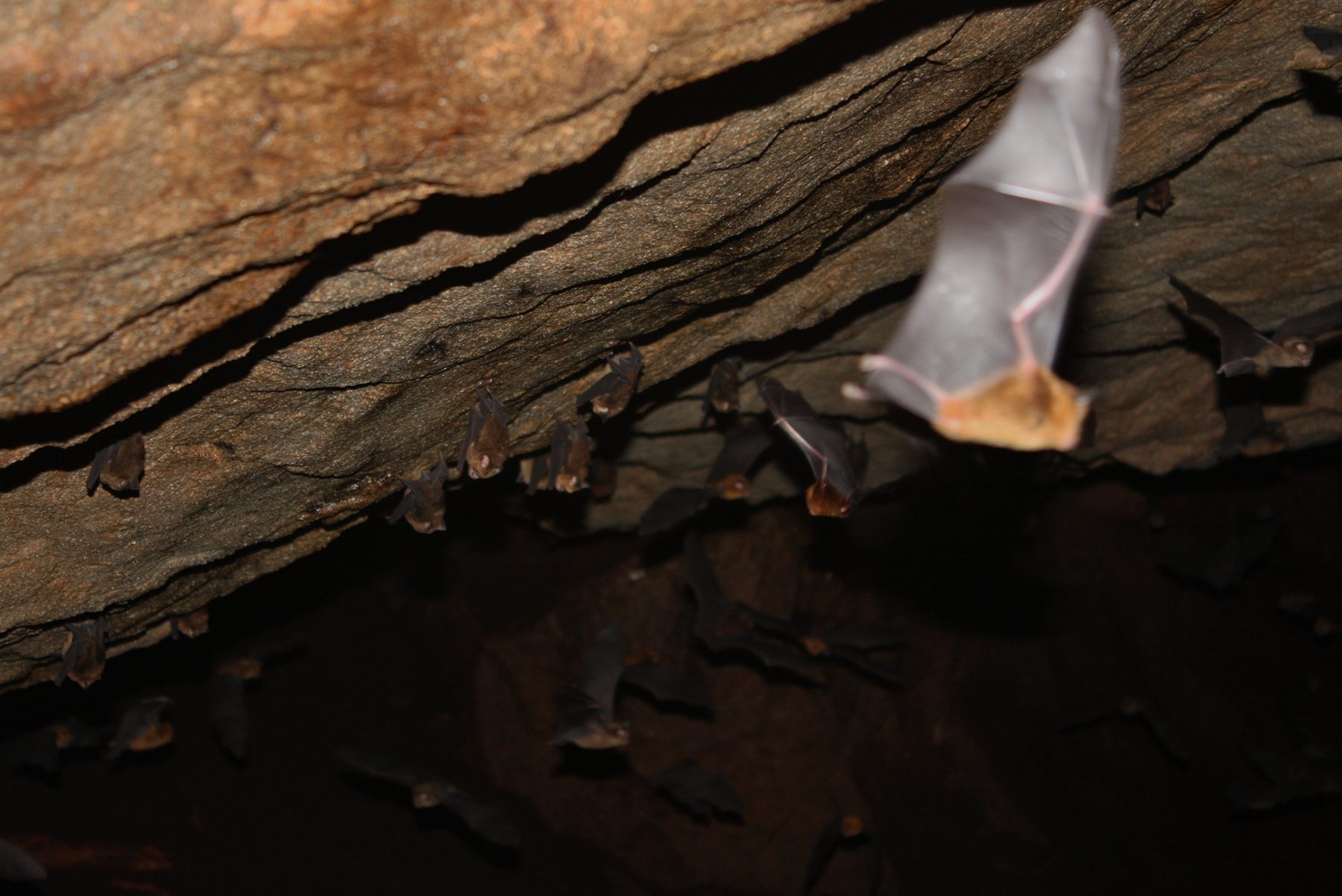 Bornean Horseshoe Bat — Borneo wildlife, book, free download, jungle tour, mammal, Borneo mammal tour