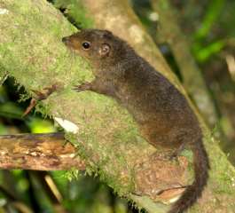 Bornean Mountain Ground Squirrel — Borneo wildlife, book, free download, jungle tour, mammal, Borneo mammal tour