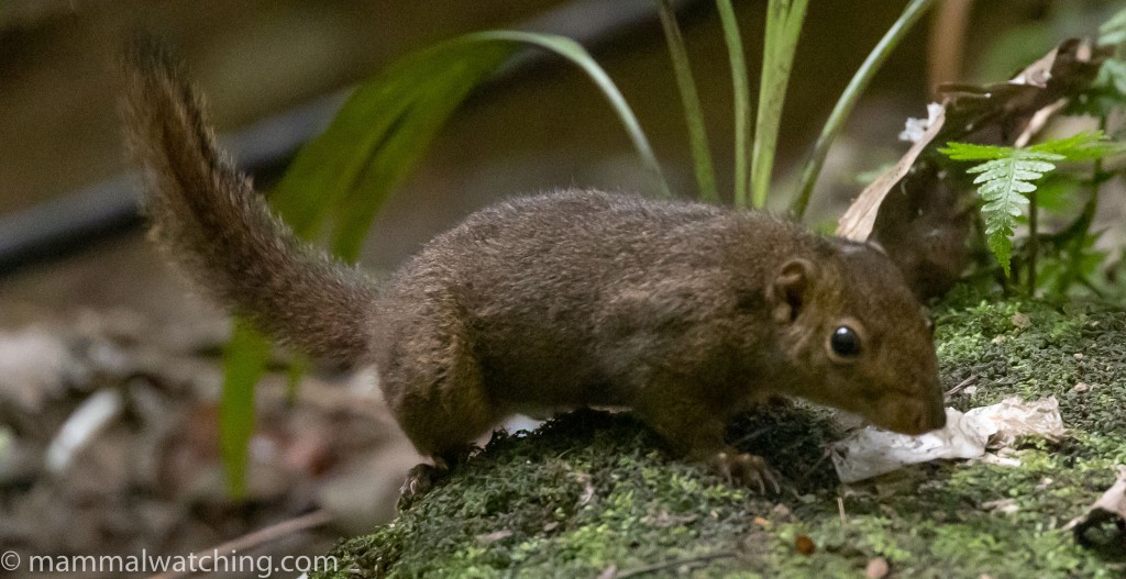 Bornean Mountain Ground Squirrel — Borneo wildlife, book, free download, jungle tour, mammal, Borneo mammal tour