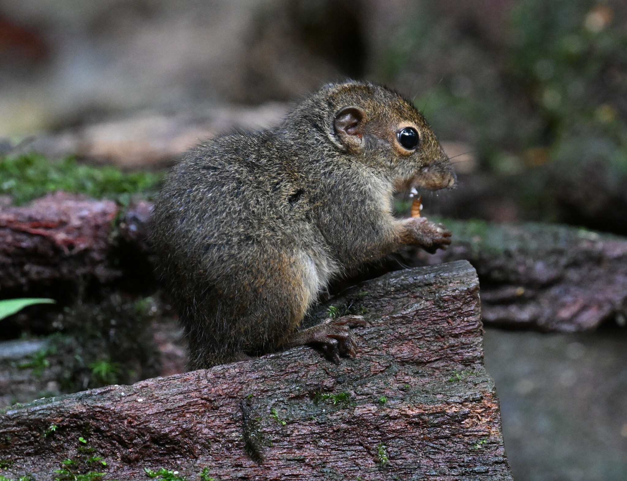 Bornean Mountain Ground Squirrel — Borneo wildlife, book, free download, jungle tour, mammal, Borneo mammal tour