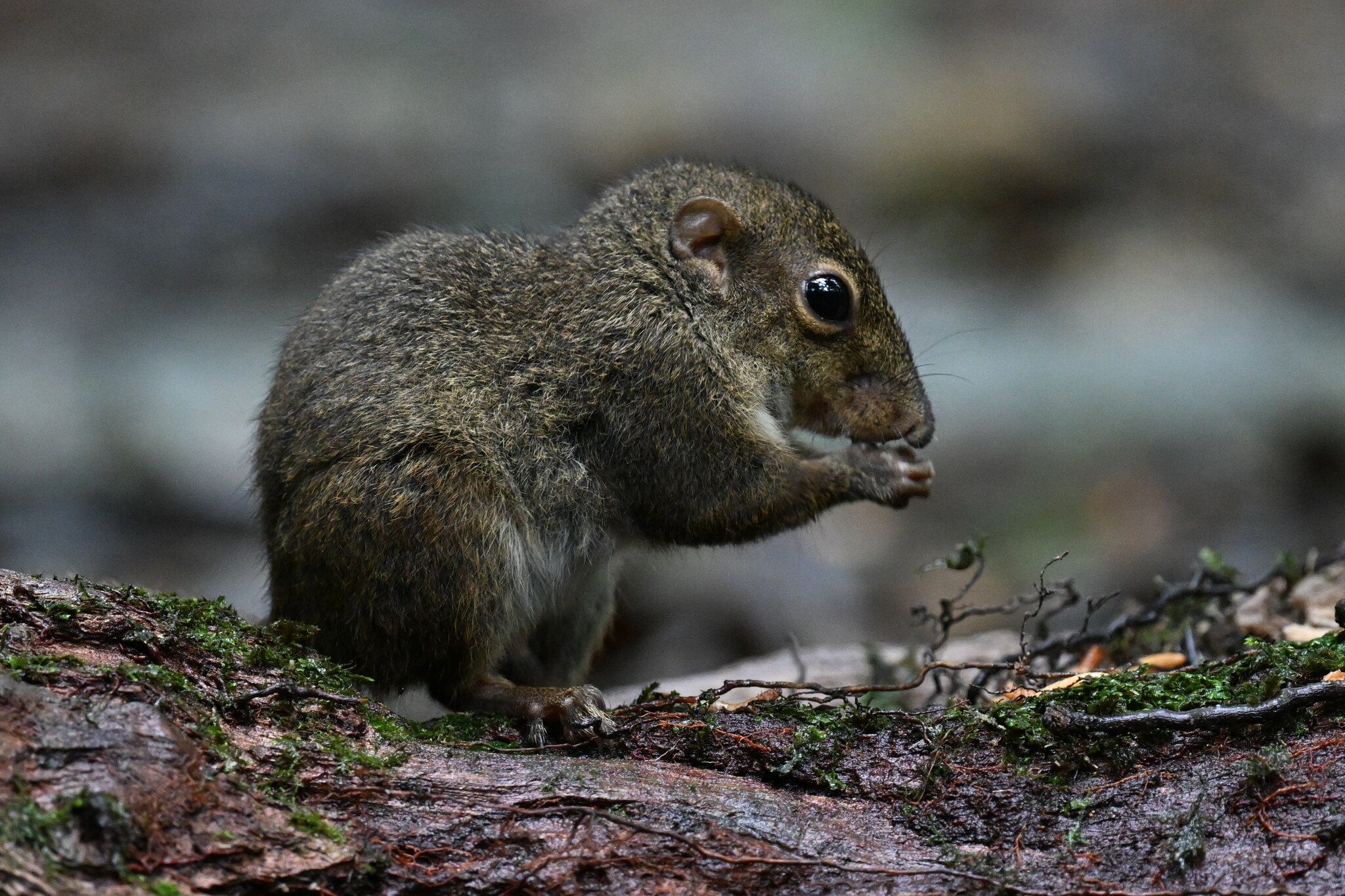 Bornean Mountain Ground Squirrel — Borneo wildlife, book, free download, jungle tour, mammal, Borneo mammal tour