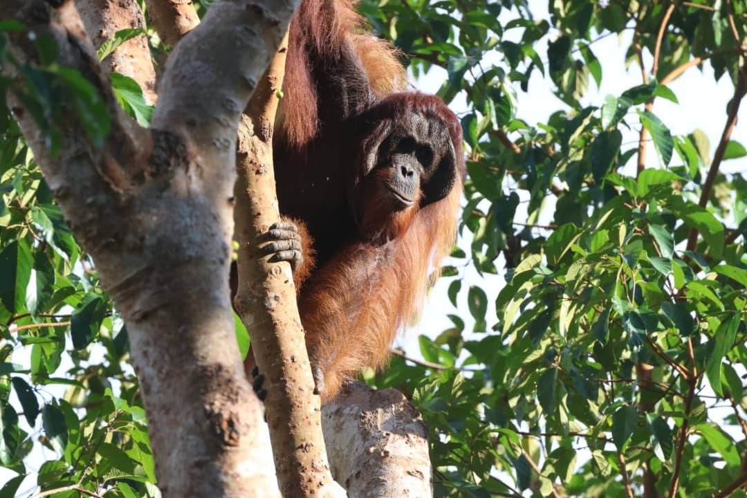 Adult Bornean orangutan seen from below, holding a tree trunk in the forest at Beluran