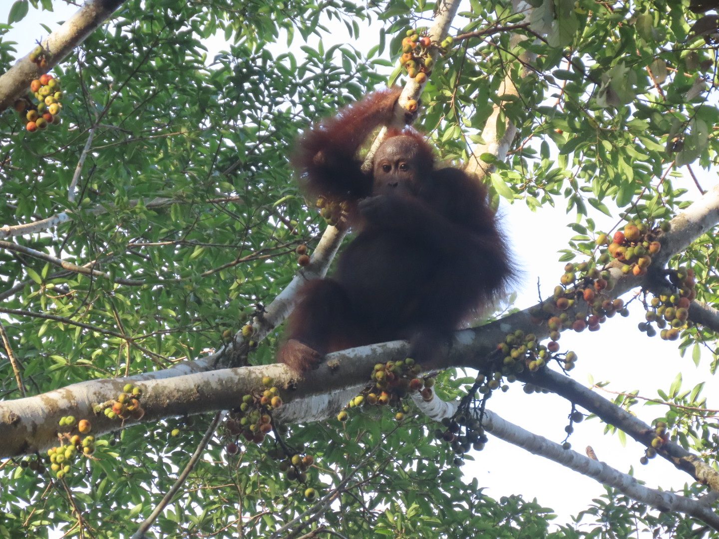 Bornean orangutan seen from below, sitting on a branch among clusters of ripe figs at Beluran