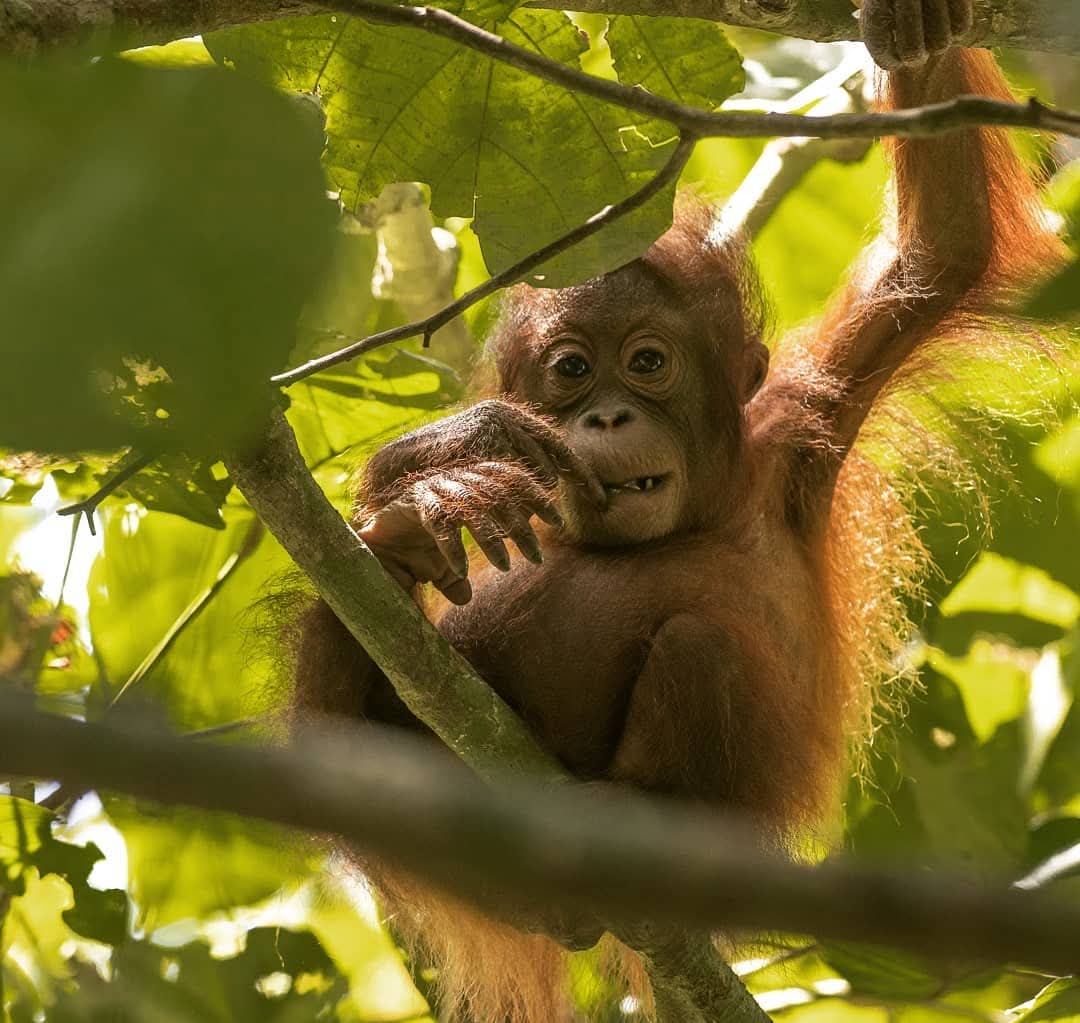 Bornean Orangutan — Borneo wildlife, book, free download, jungle tour, mammal, Borneo mammal tour, orangutan tour