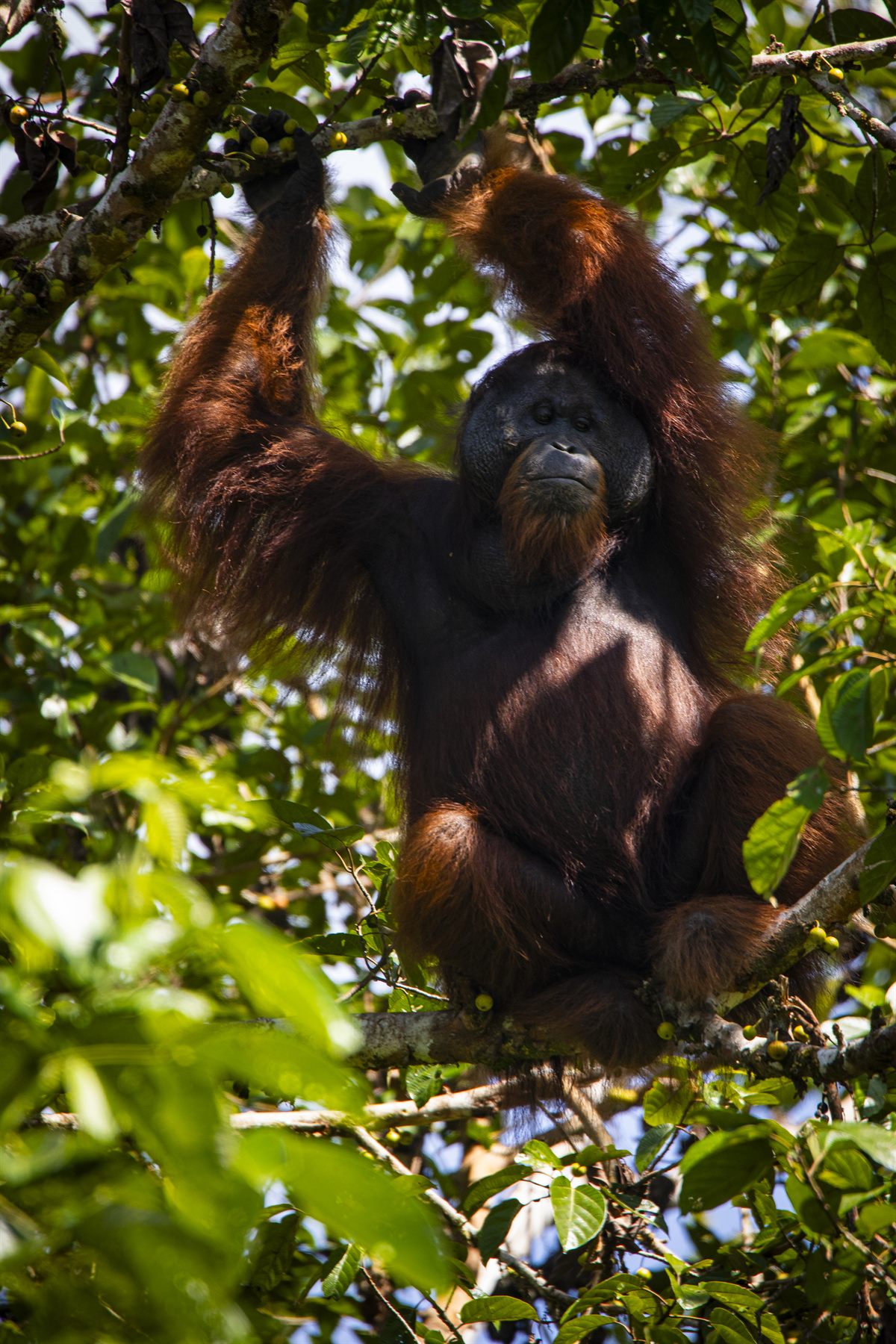 Borneo Rainforest Lodge — Borneo wildlife, book, free download, jungle tour, Borneo Rainforest Lodge tour, Borneo Rainforest Lodge trip