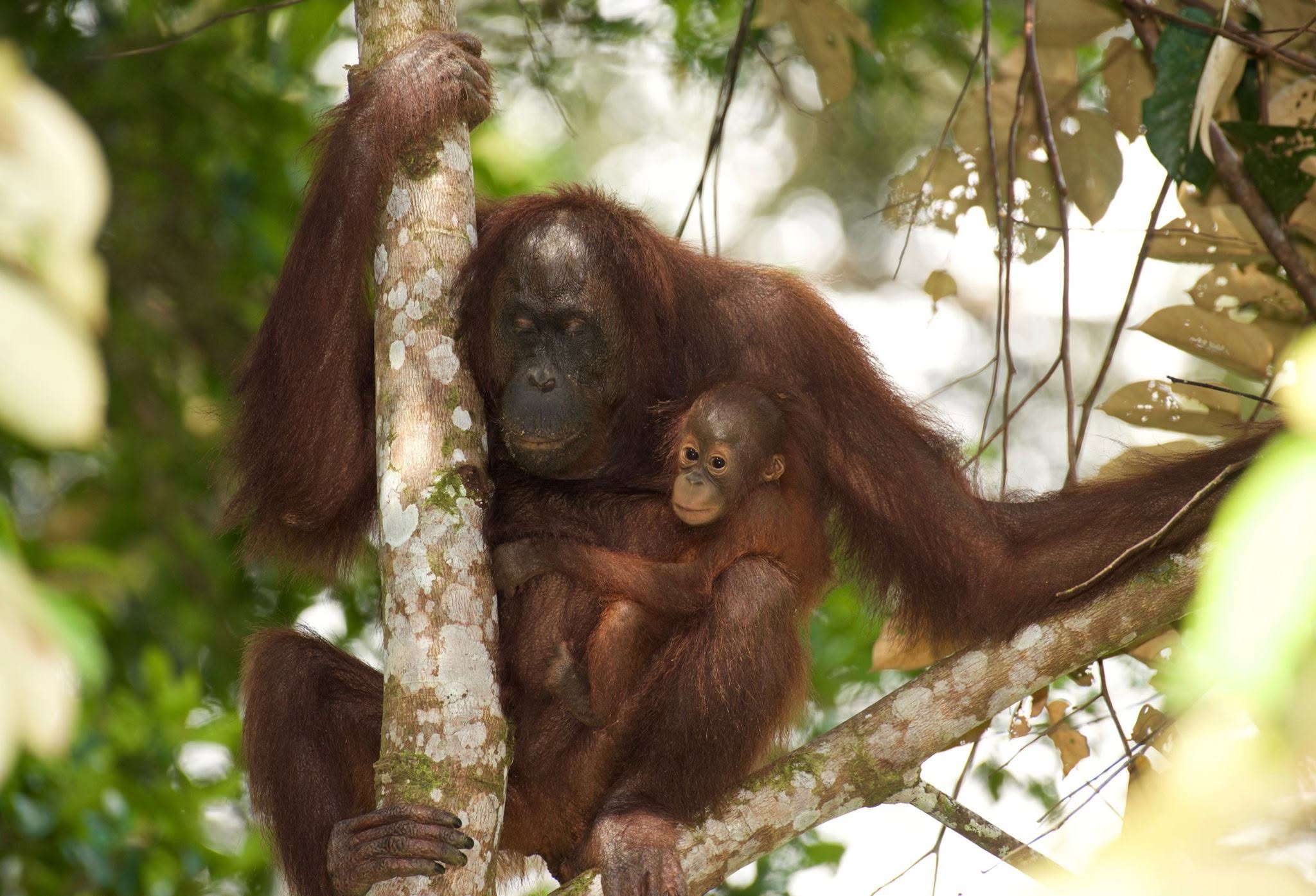 Bornean Orangutan — Borneo wildlife, book, free download, jungle tour, mammal, Borneo mammal tour, orangutan tour