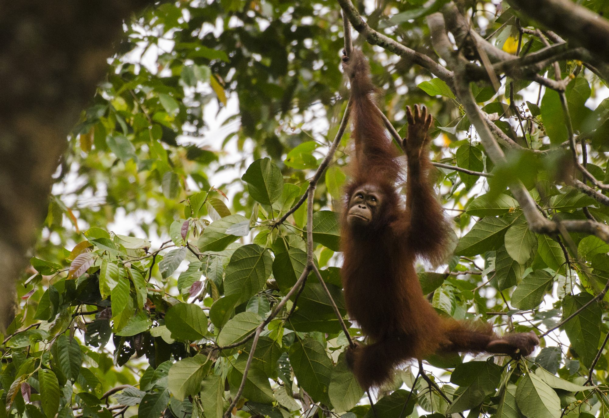 Bornean Orangutan — Borneo wildlife, book, free download, jungle tour, mammal, Borneo mammal tour, orangutan tour