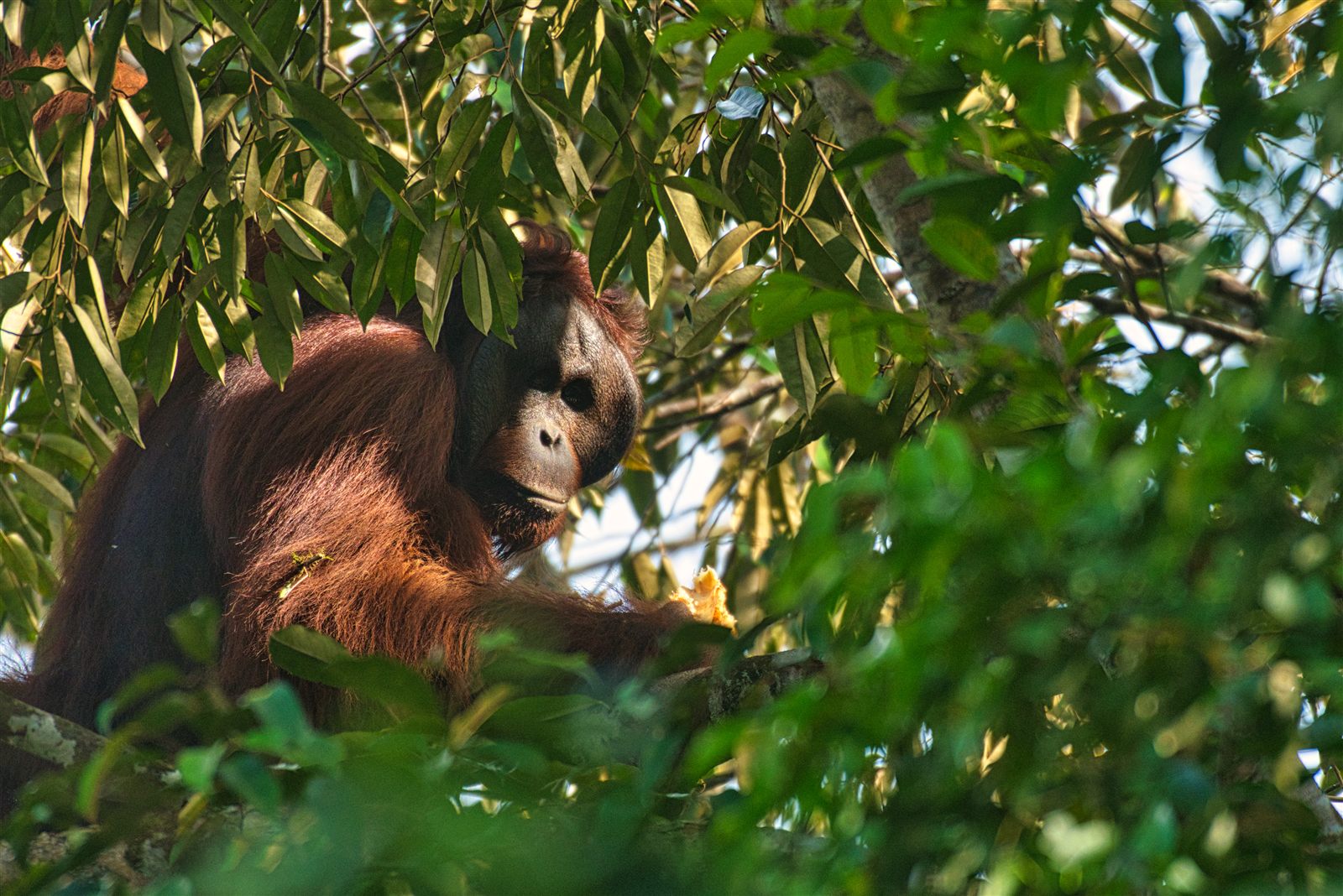 Bornean Orangutan — Borneo wildlife, book, free download, jungle tour, mammal, Borneo mammal tour, orangutan tour