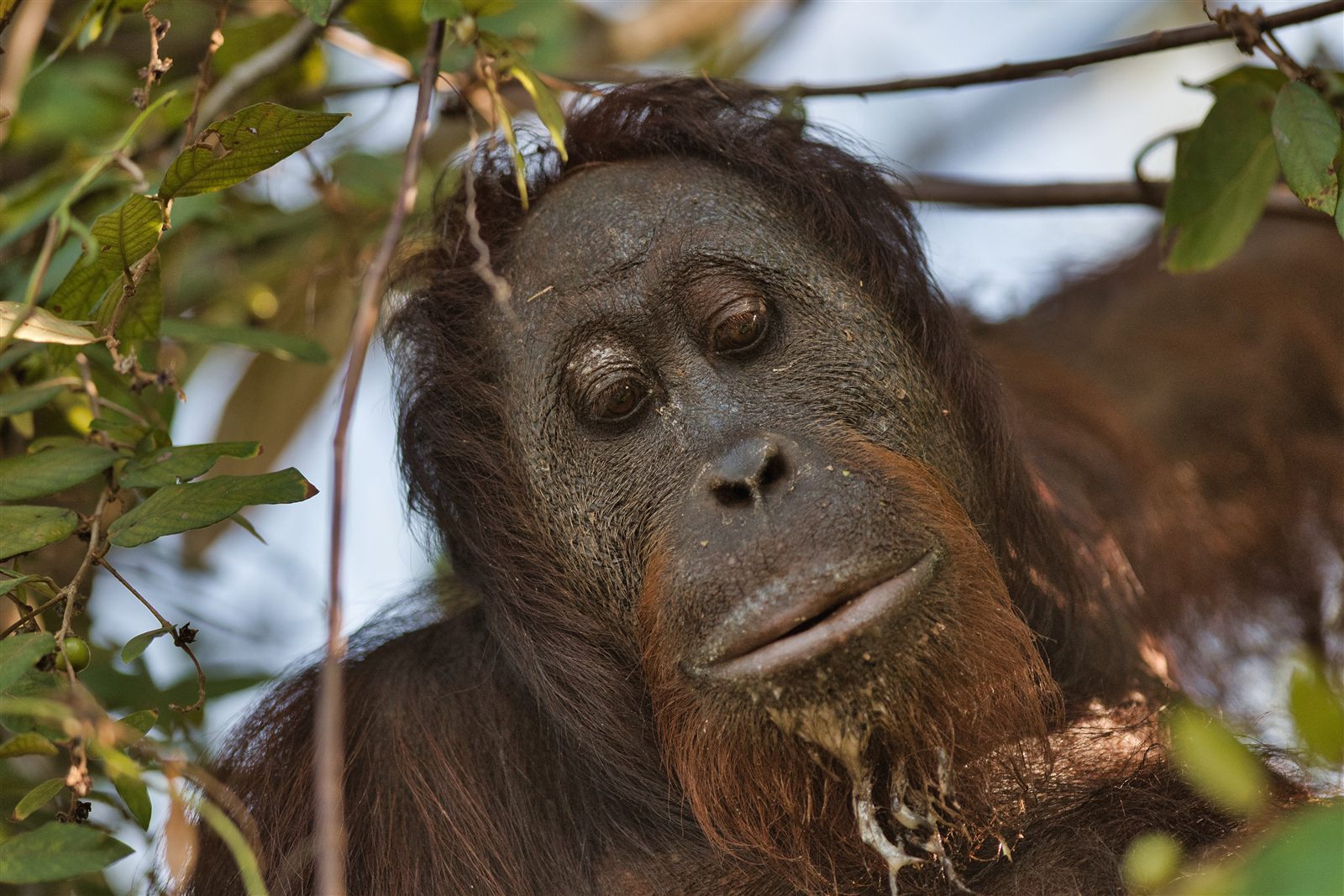 Bornean Orangutan — Borneo wildlife, book, free download, jungle tour, mammal, Borneo mammal tour, orangutan tour