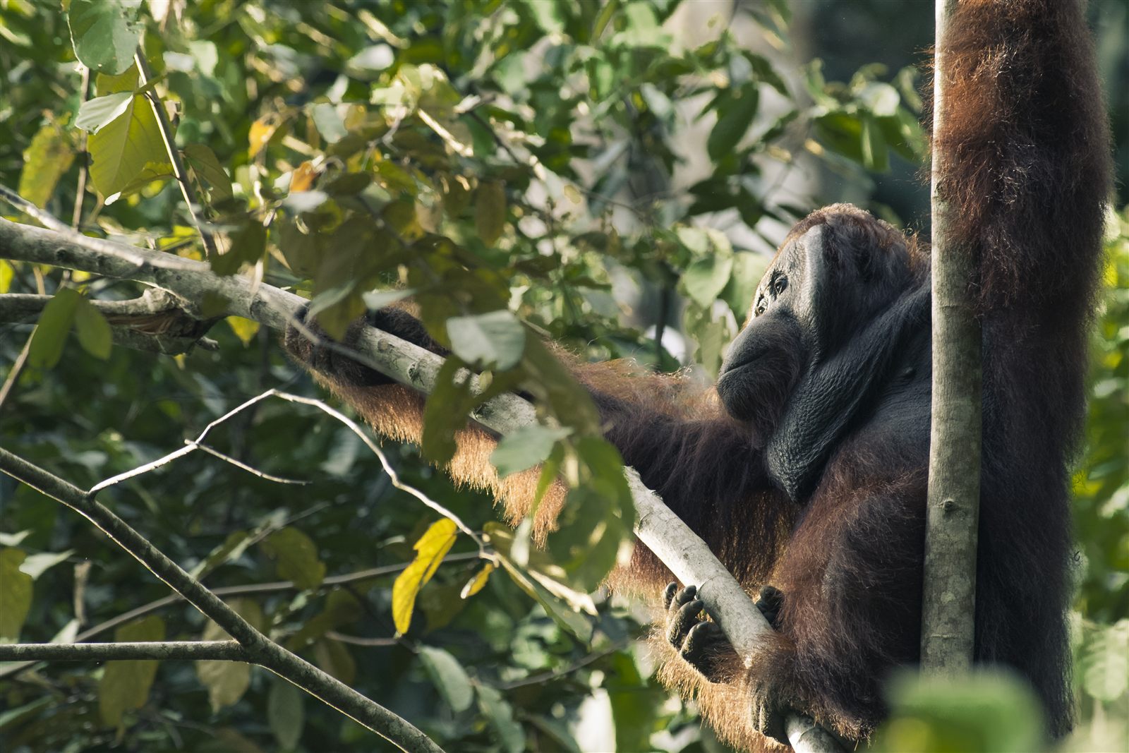 Bornean Orangutan — Borneo wildlife, book, free download, jungle tour, mammal, Borneo mammal tour, orangutan tour