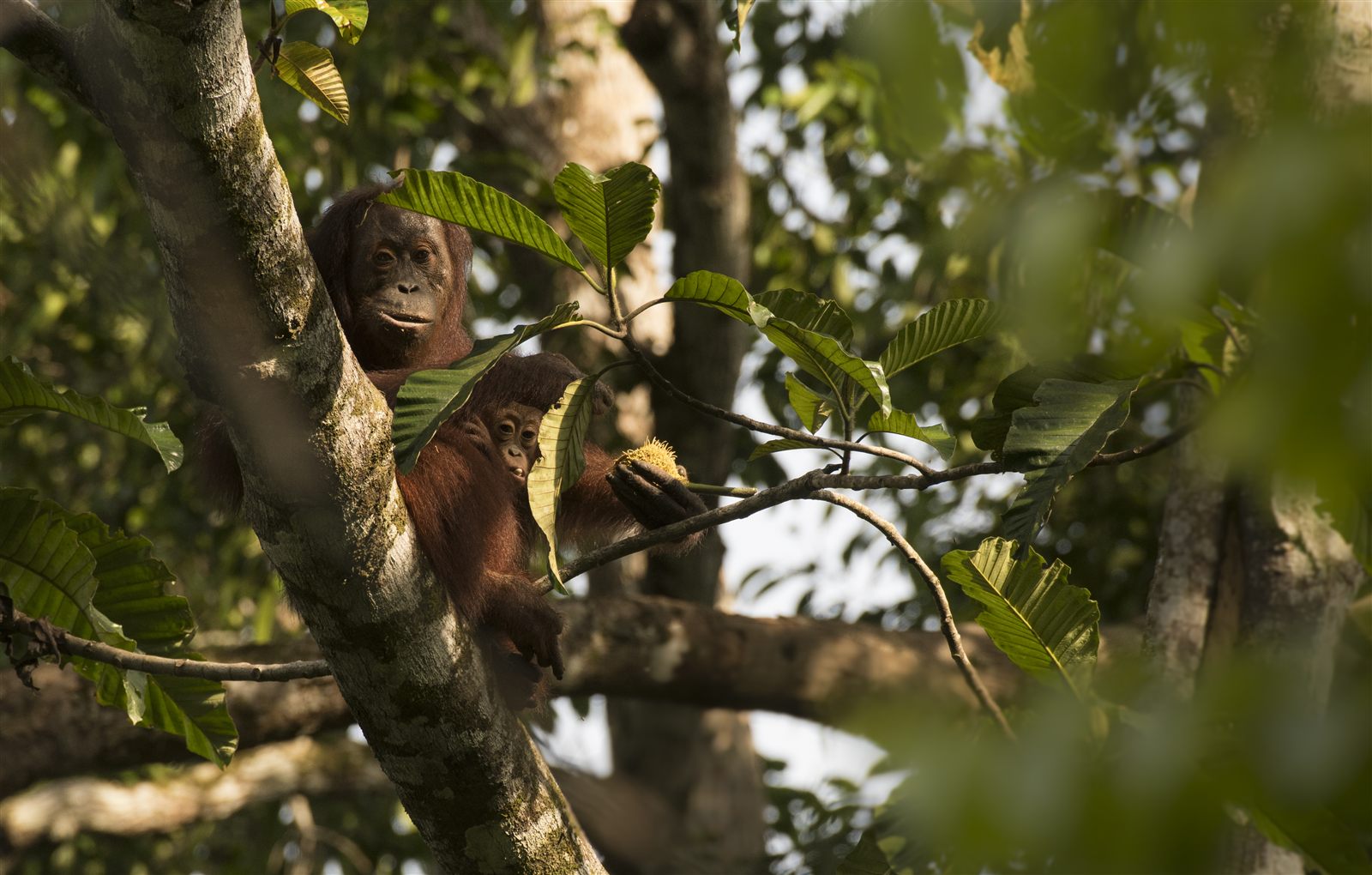 Female Bornean orangutan in the canopy with an infant clinging to her side