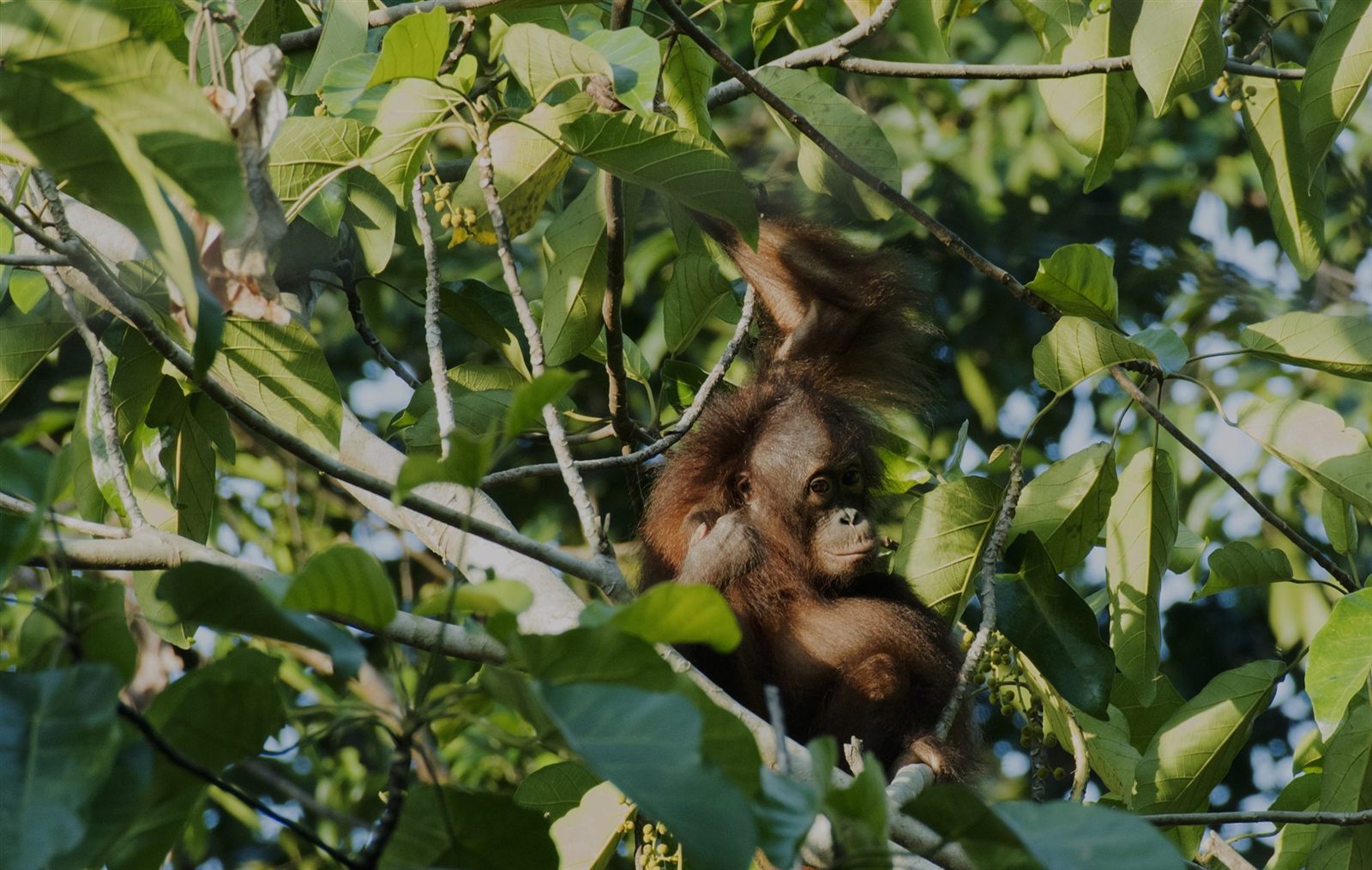 Bornean Orangutan — Borneo wildlife, book, free download, jungle tour, mammal, Borneo mammal tour, orangutan tour