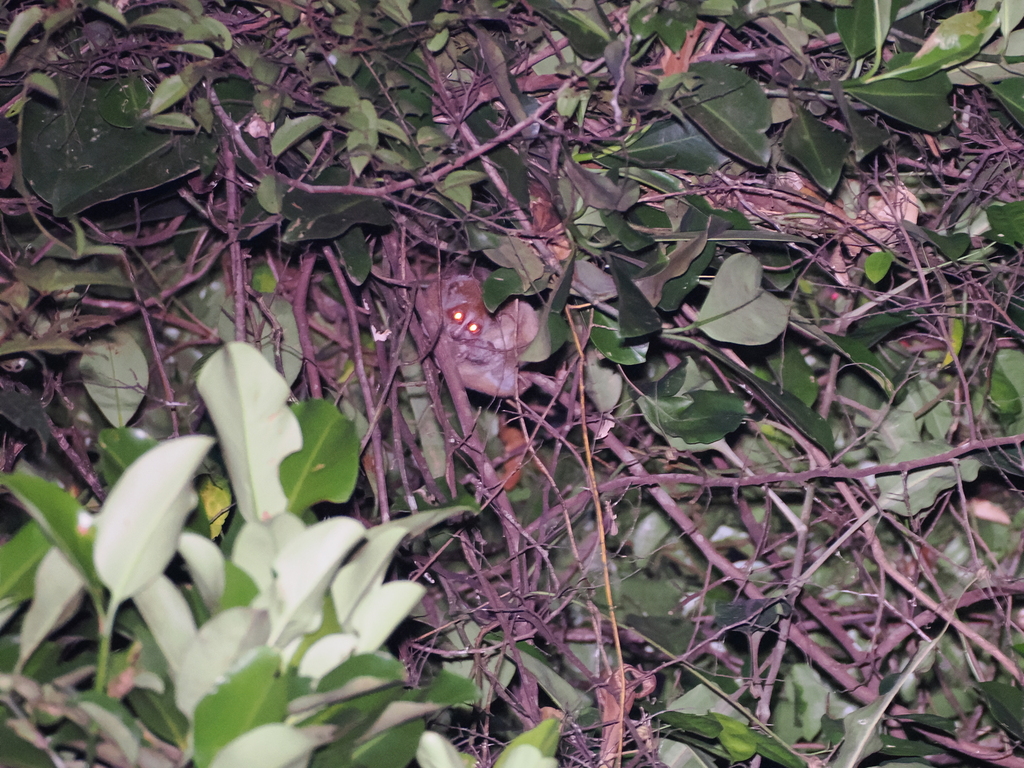 Bornean Slow Loris — Borneo wildlife, book, free download, jungle tour, mammal, Borneo mammal tour