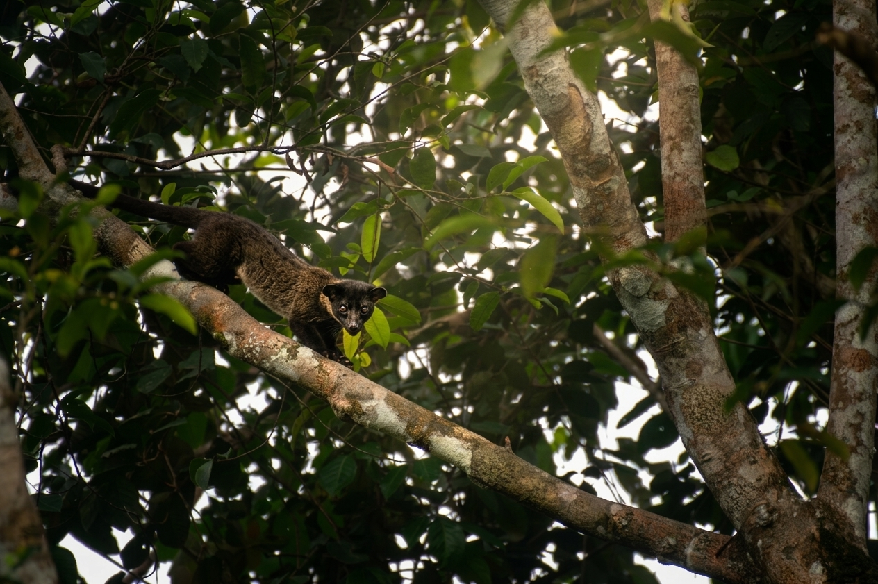 Bornean Striped Palm Civet — Borneo wildlife, book, free download, jungle tour, mammal, Borneo mammal tour