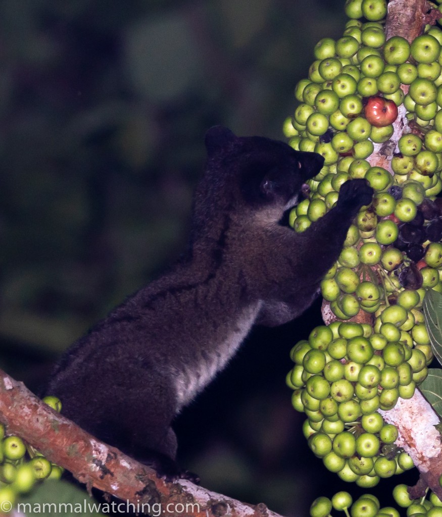 Bornean Striped Palm Civet — Borneo wildlife, book, free download, jungle tour, mammal, Borneo mammal tour