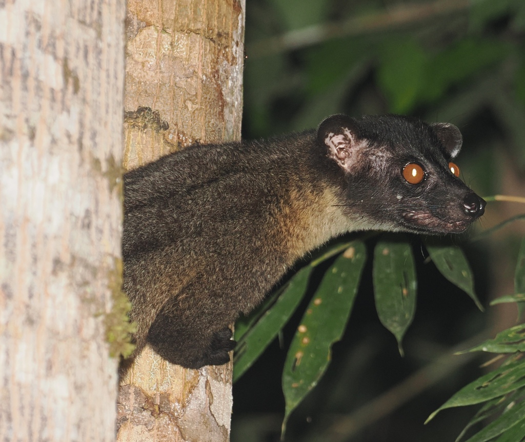 Bornean Striped Palm Civet — Borneo wildlife, book, free download, jungle tour, mammal, Borneo mammal tour