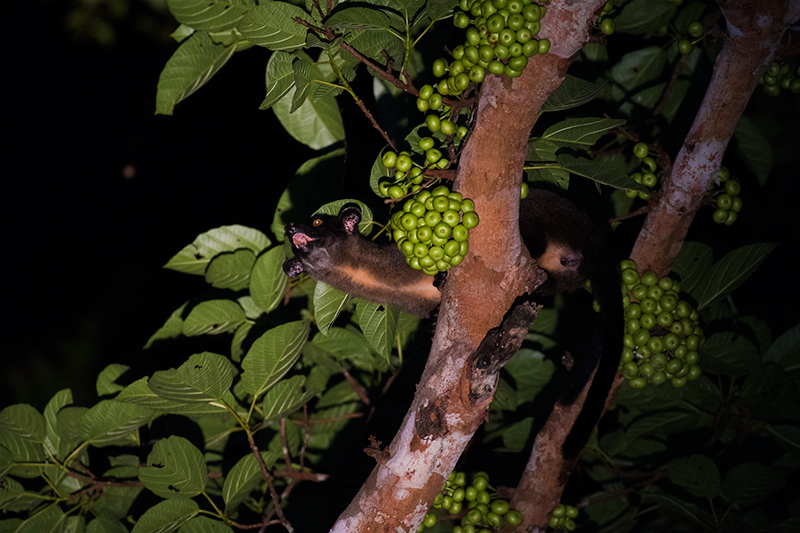 Bornean Striped Palm Civet — Borneo wildlife, book, free download, jungle tour, mammal, Borneo mammal tour