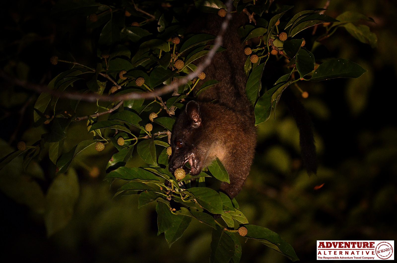 Bornean Striped Palm Civet — Borneo wildlife, book, free download, jungle tour, mammal, Borneo mammal tour