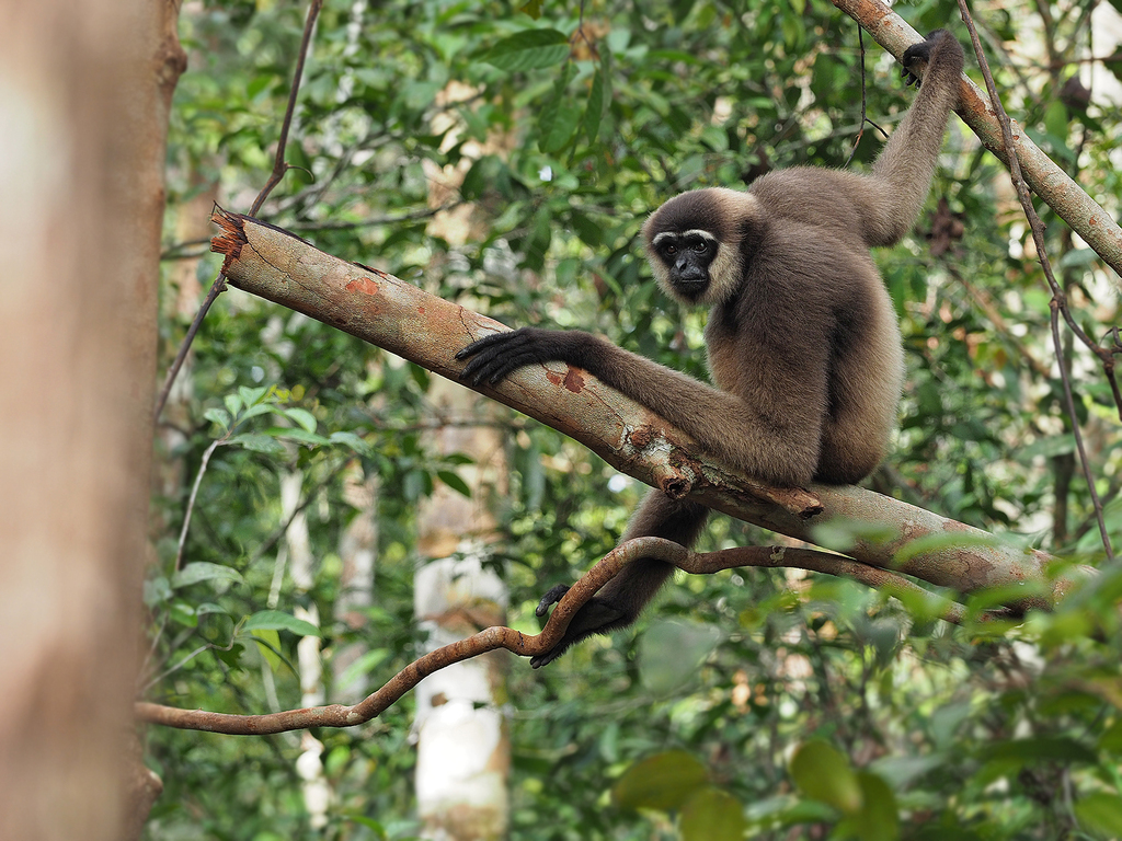 Bornean White-bearded Gibbon — Borneo wildlife, book, free download, jungle tour, mammal, Borneo mammal tour