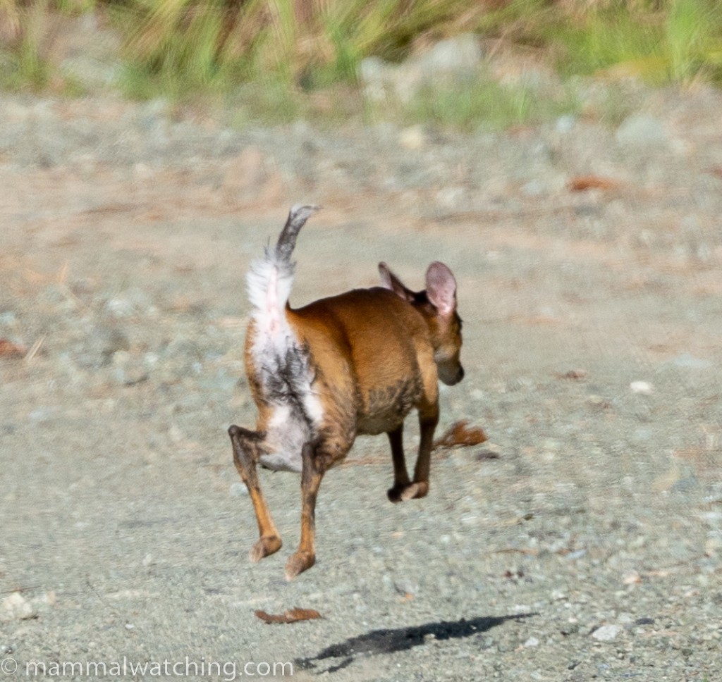 Bornean Yellow Muntjac — Borneo wildlife, book, free download, jungle tour, mammal, Borneo mammal tour