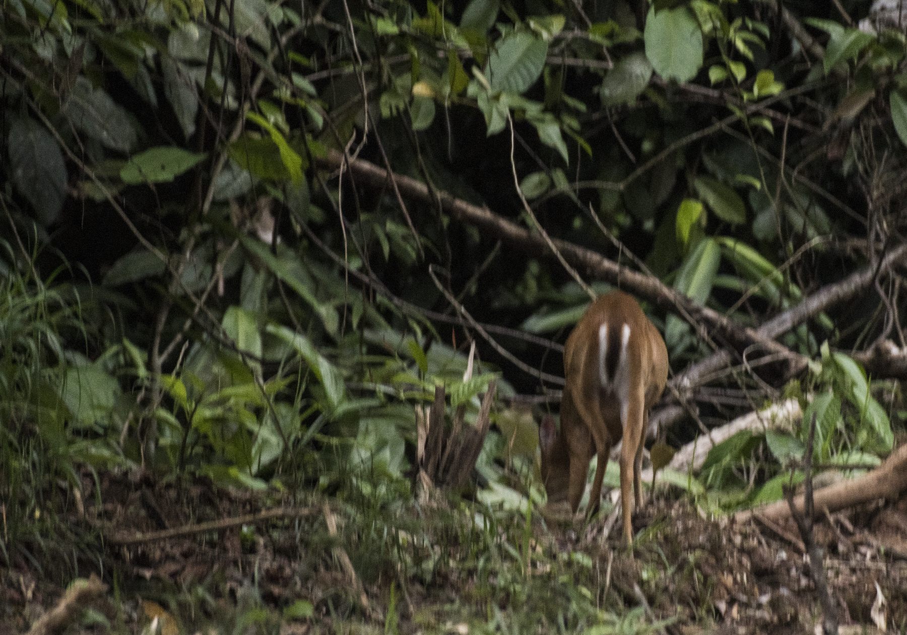 Bornean Yellow Muntjac — Borneo wildlife, book, free download, jungle tour, mammal, Borneo mammal tour