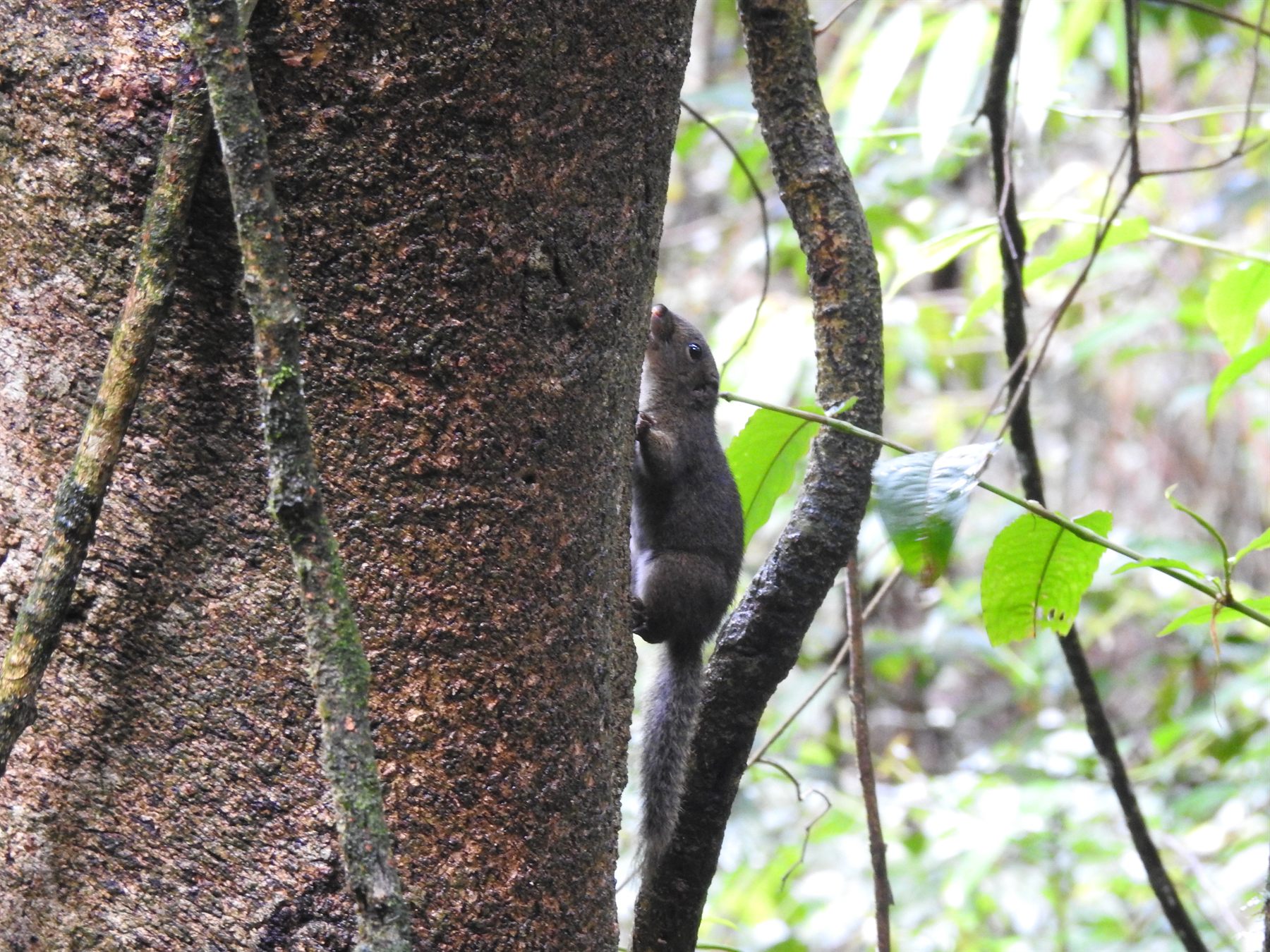 Brooke's Squirrel — Borneo wildlife, book, free download, jungle tour, mammal, Borneo mammal tour