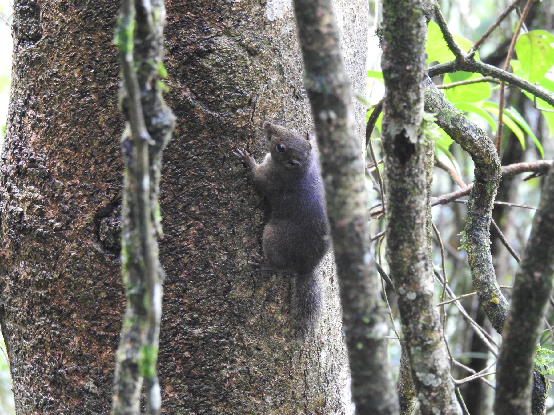 Brooke's Squirrel — Borneo wildlife, book, free download, jungle tour, mammal, Borneo mammal tour